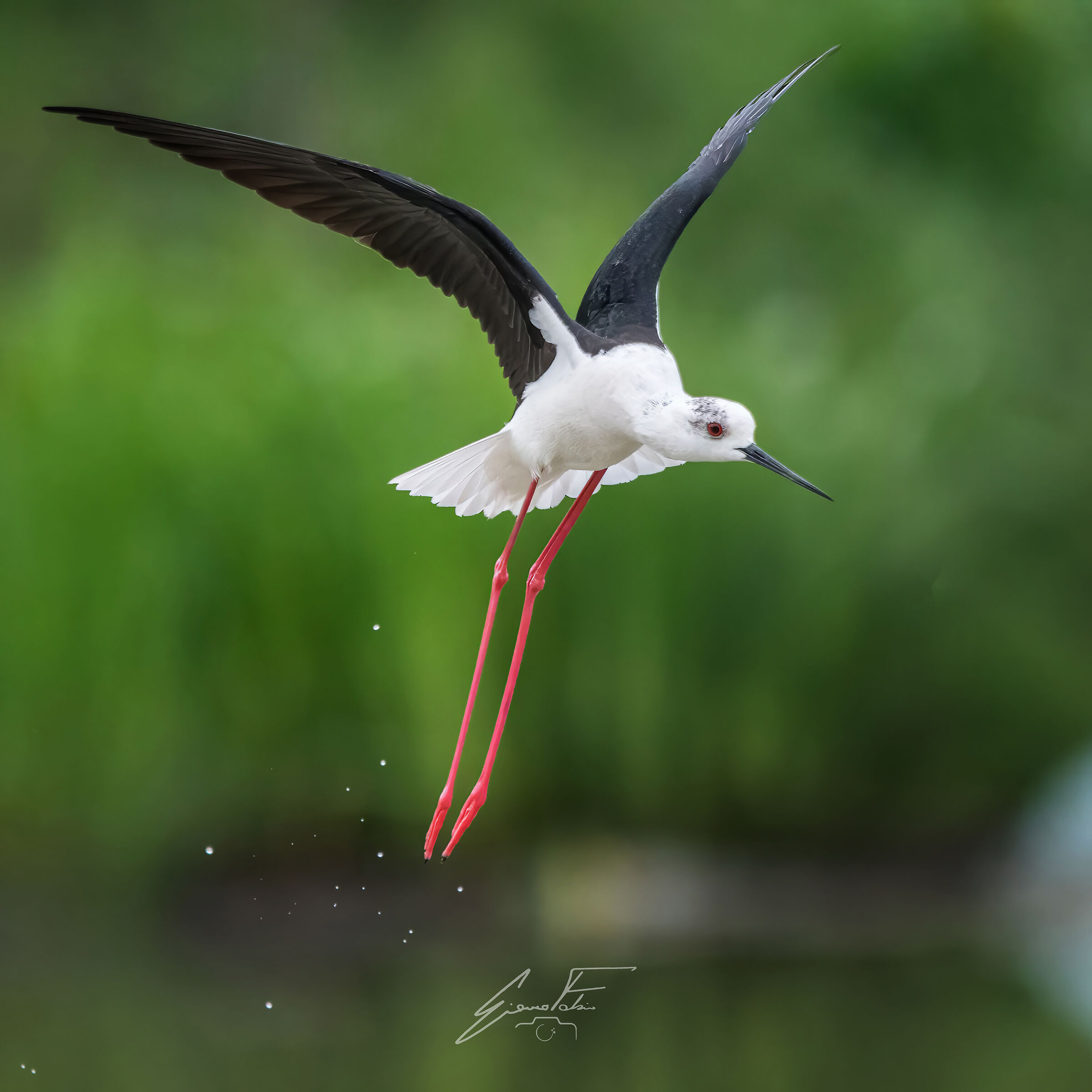 Black-winged Stilt