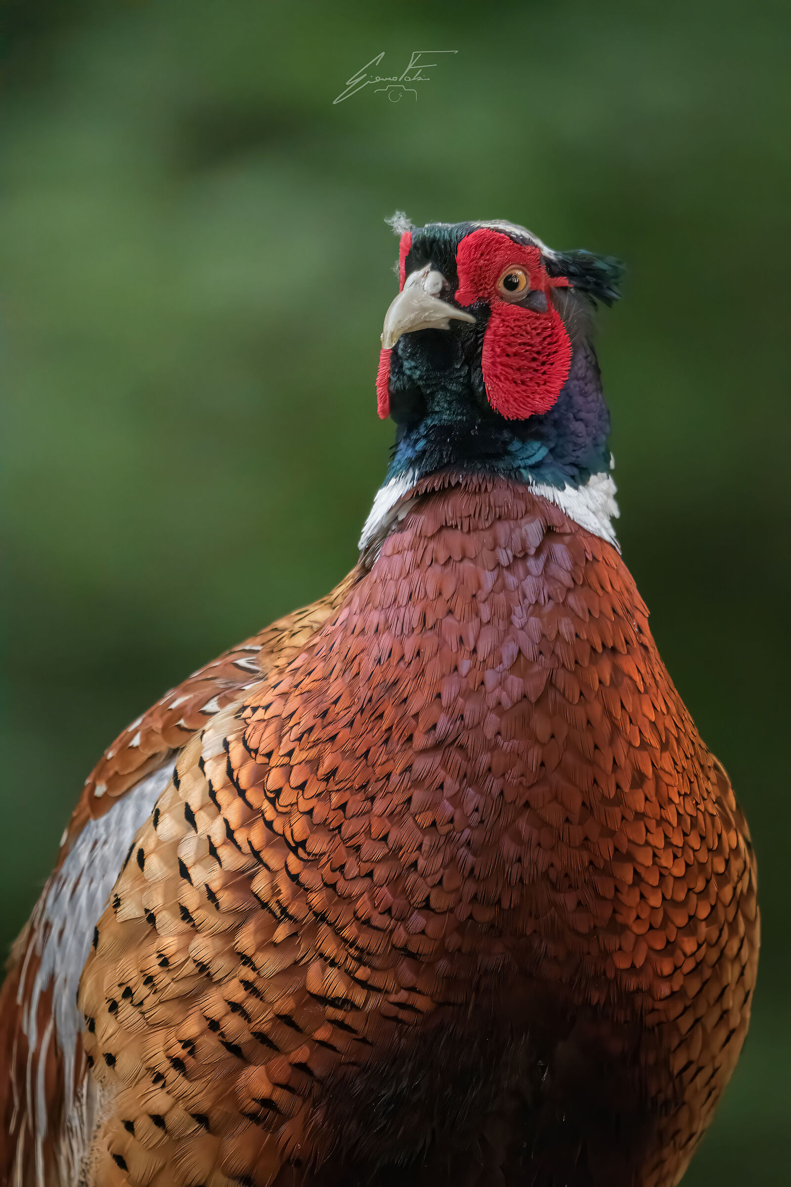 Common Pheasant
