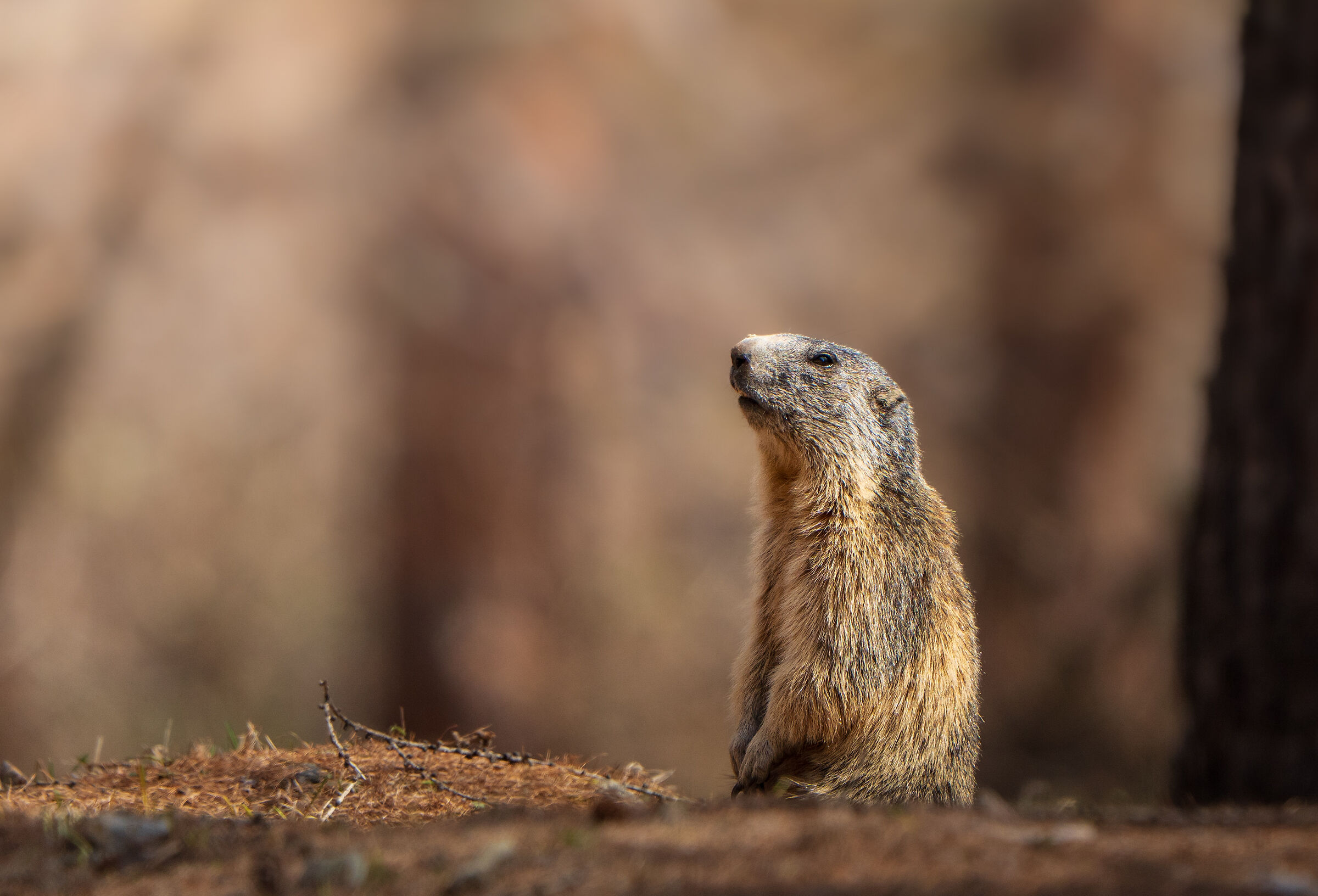 Marmotta in vedetta