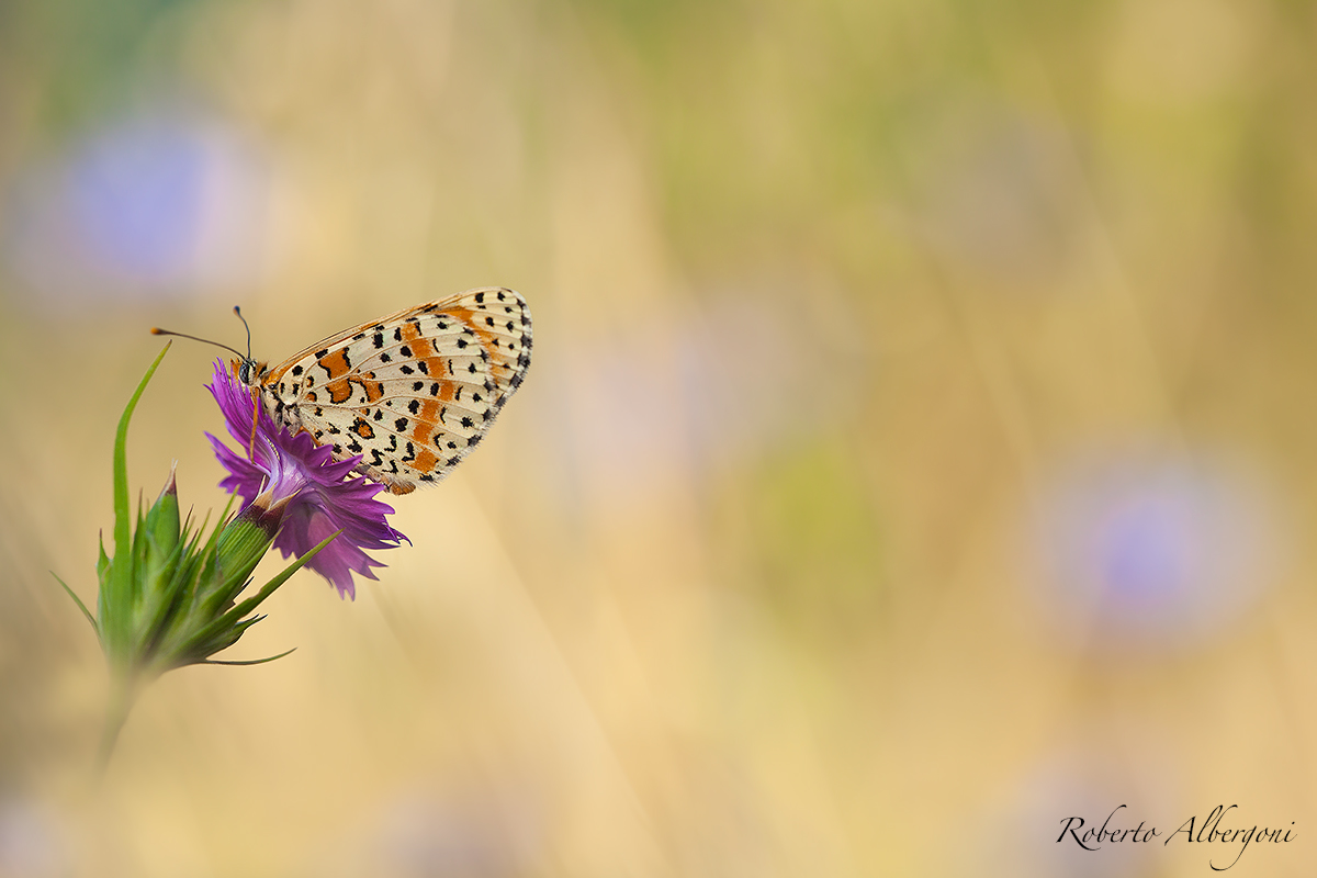 An explosion of colours