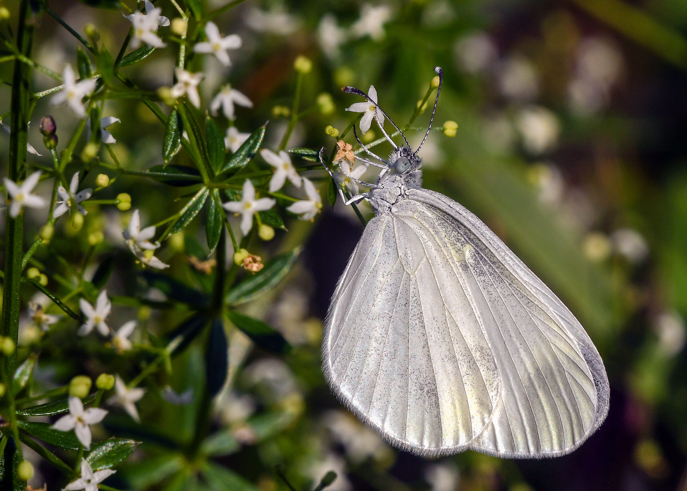 Leptidea sinapis