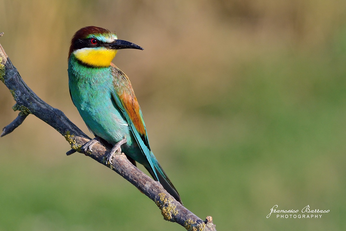 Bee-eater