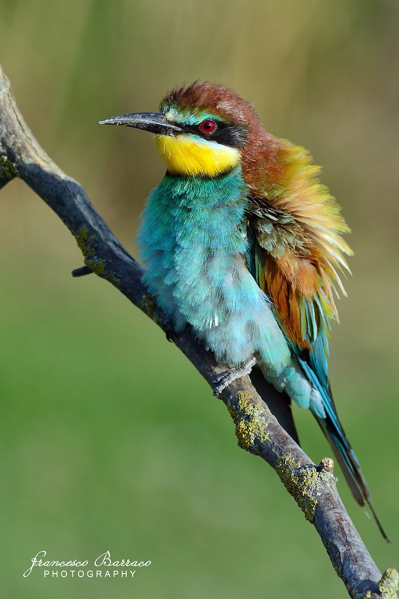 Bee-eater