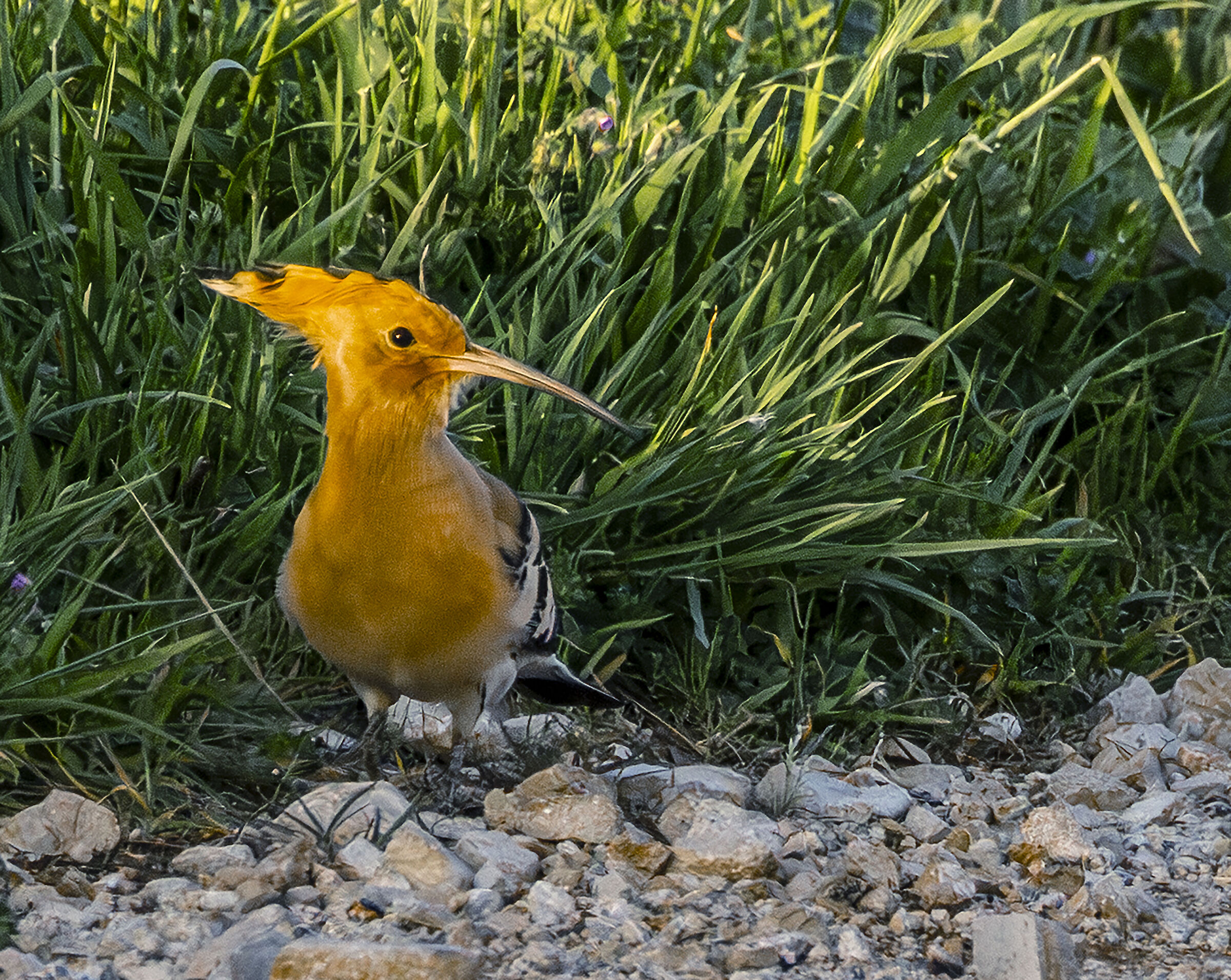 upupa