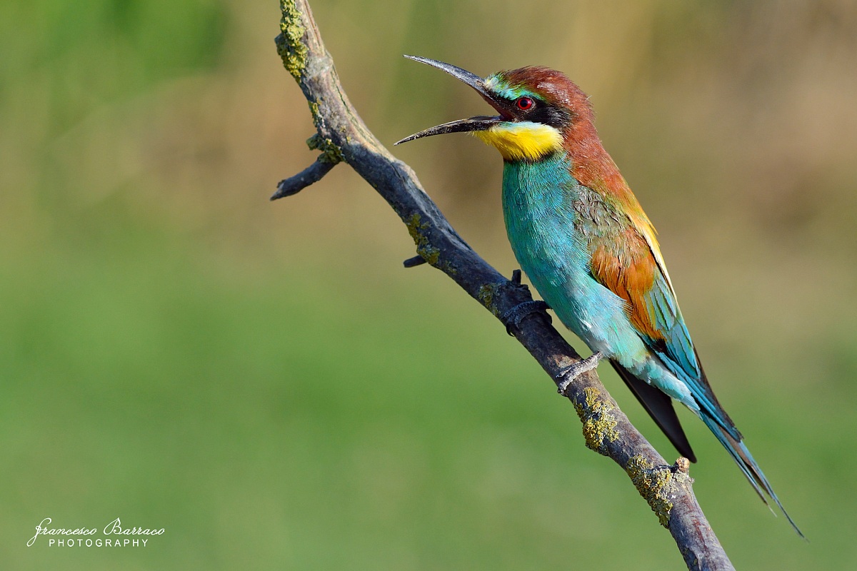 Bee-eater