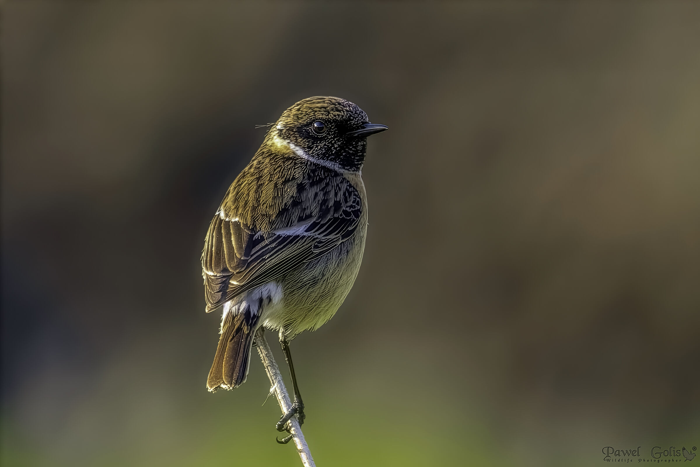 European stonechat (Saxicola rubicola)