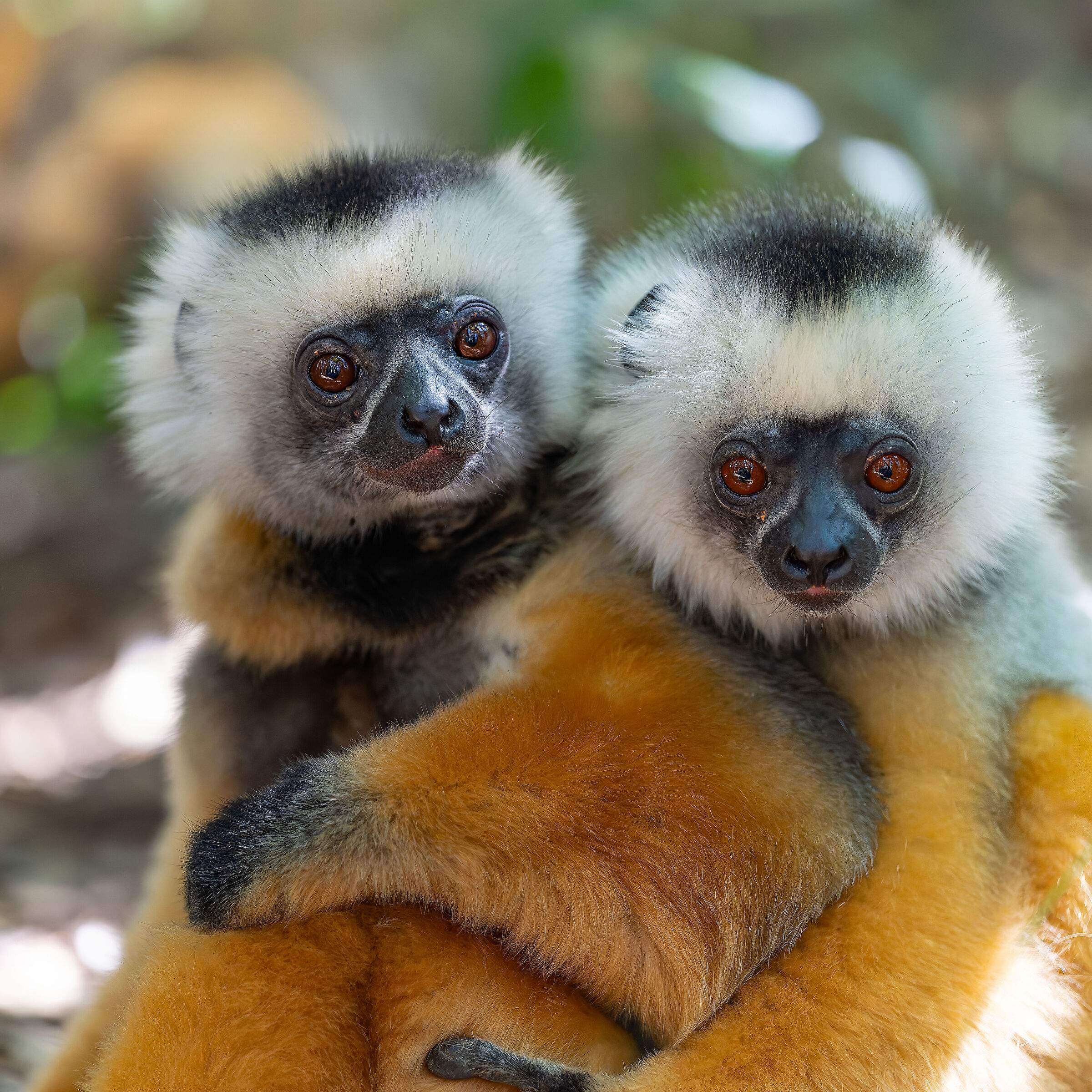 Lemur - Madagascar