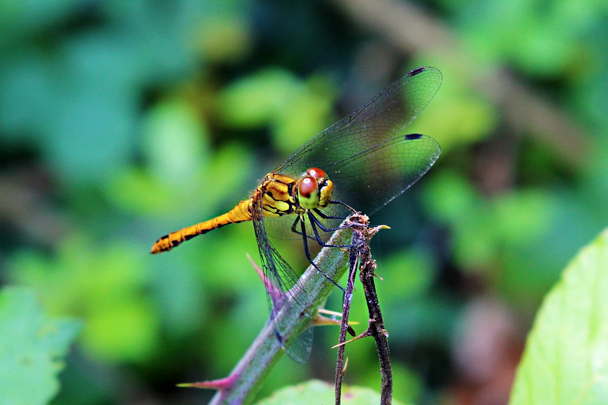 Dragonfly