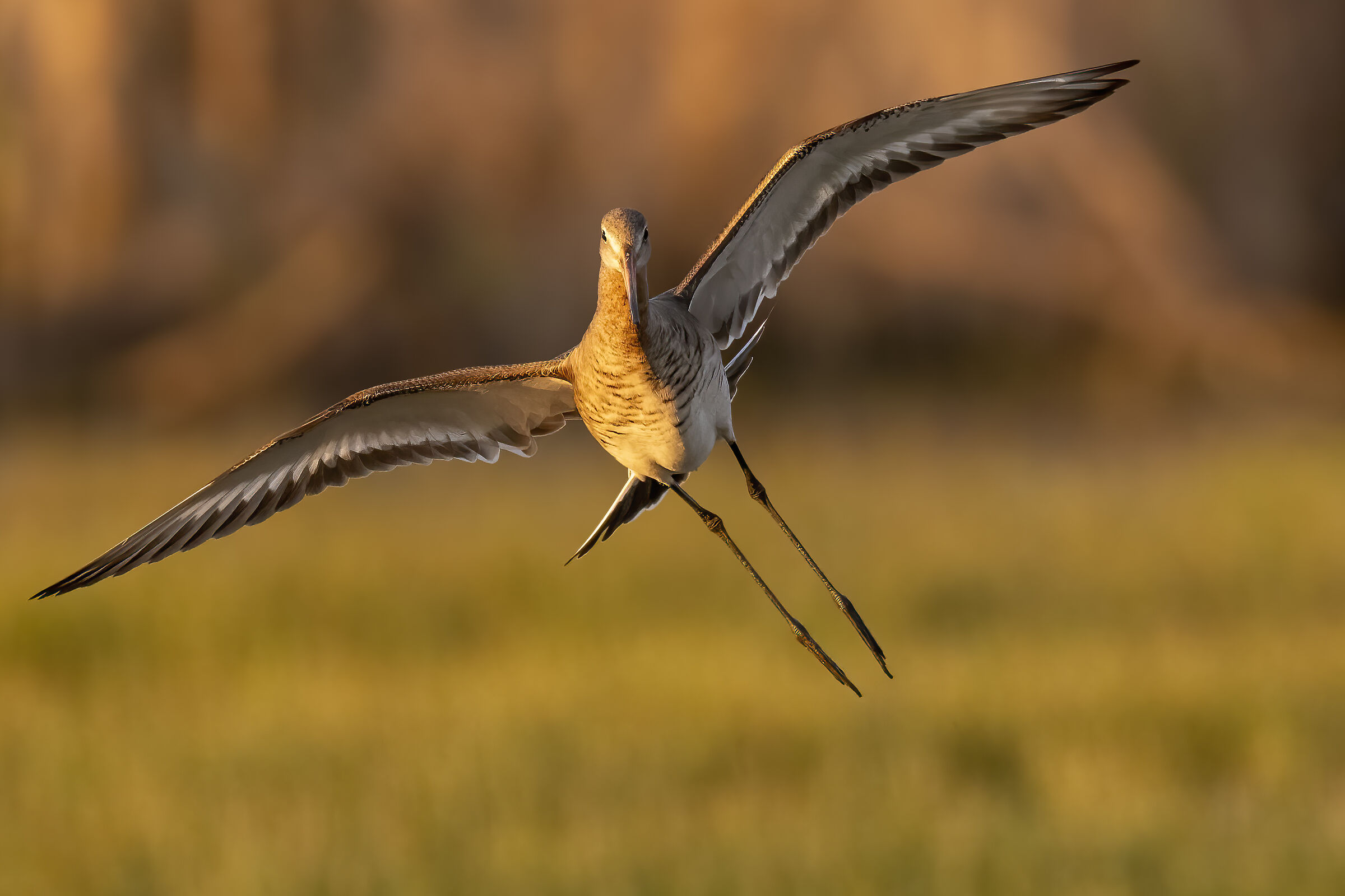 evening comes, Godwit