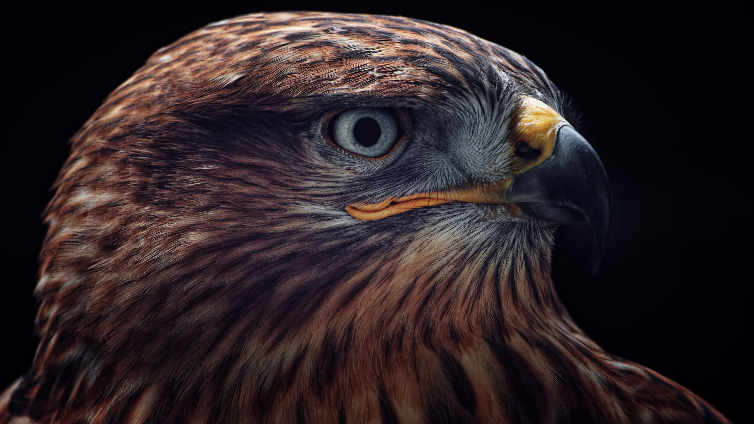 Ferruginous buzzard portrait...
