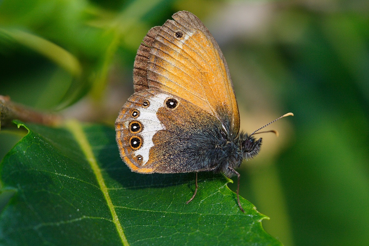 Coenonympha arcania