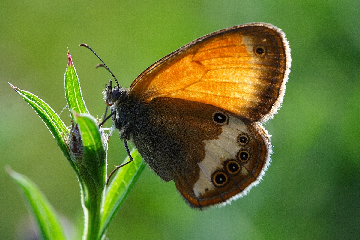 Coenonympha arcania-2