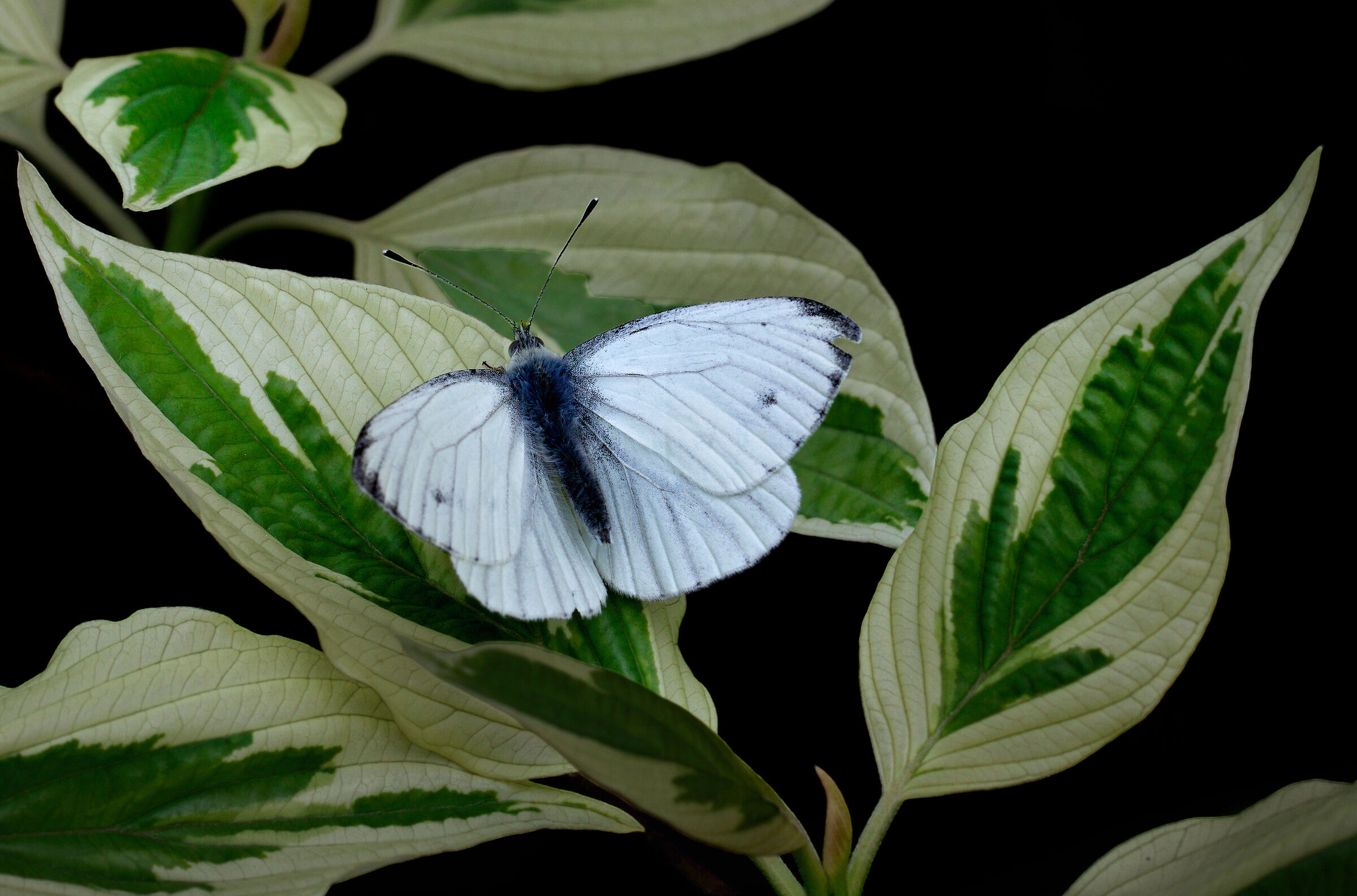 macro