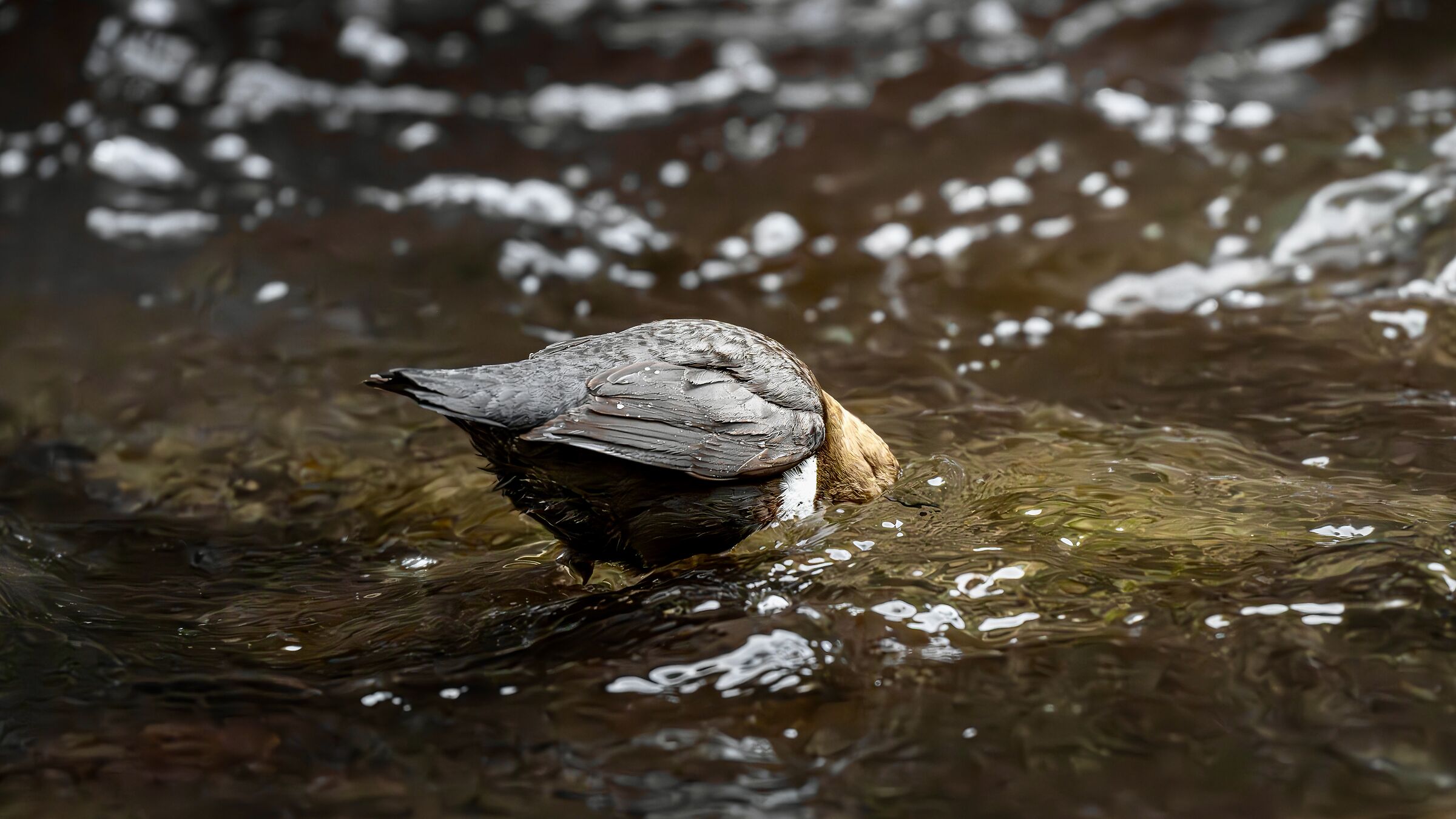 Dipper in action