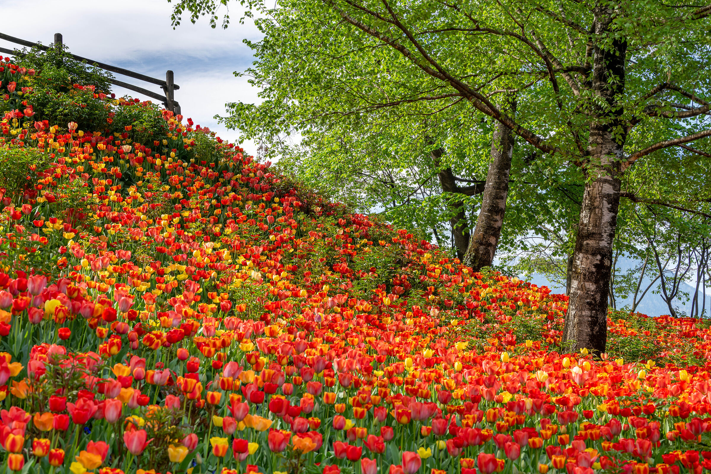 A sea of tulips