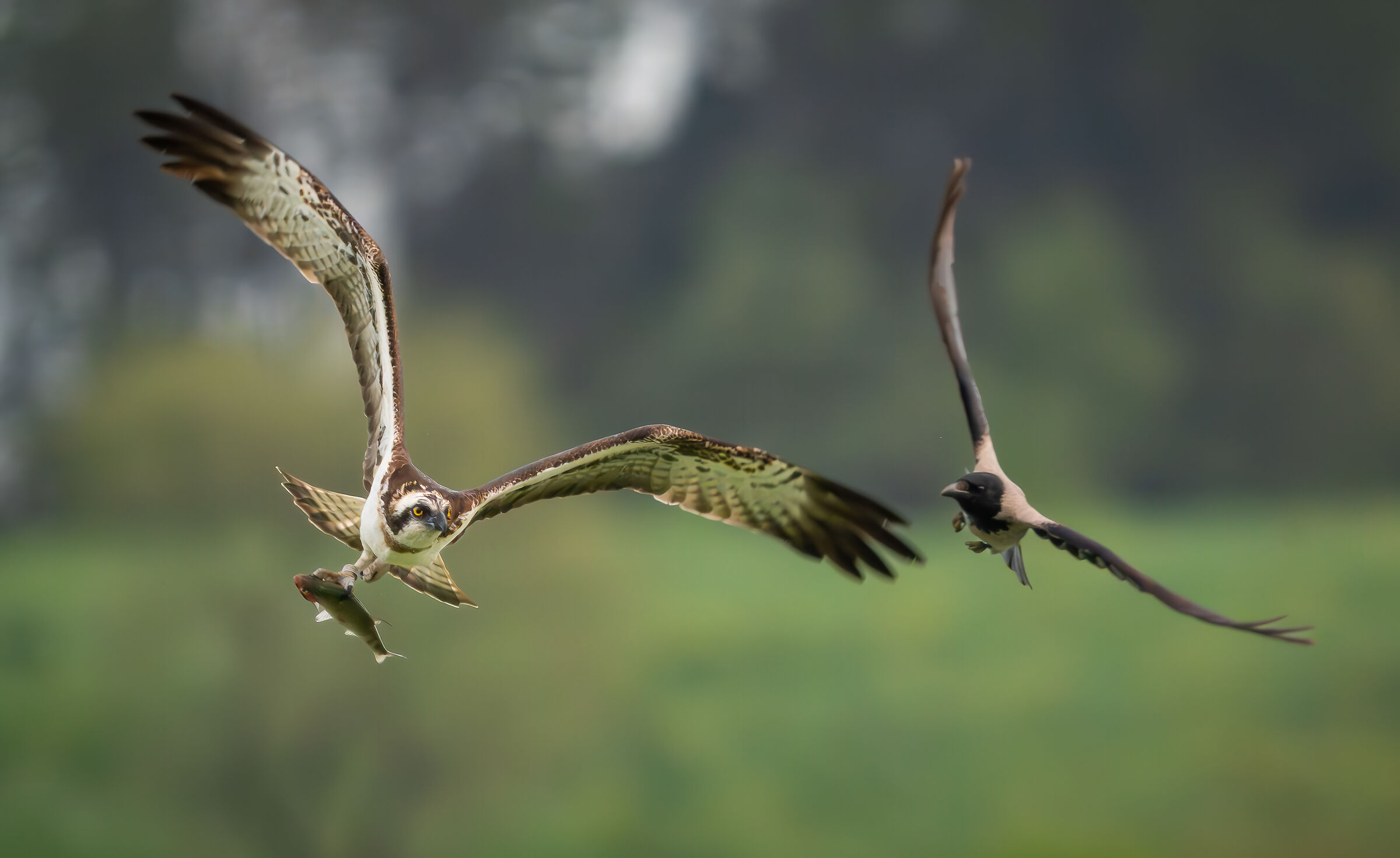 Osprey vs Crow