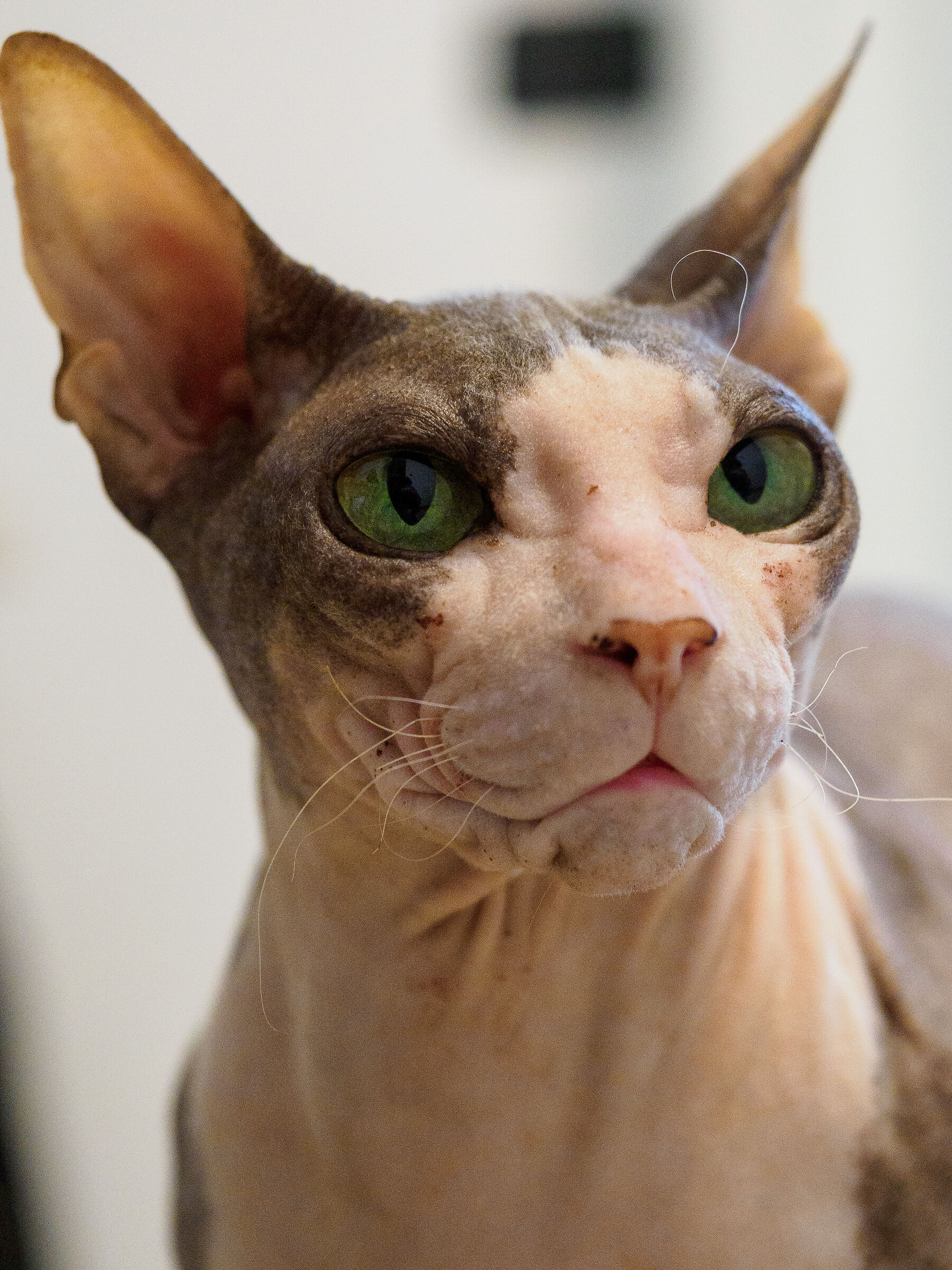 Sphynx