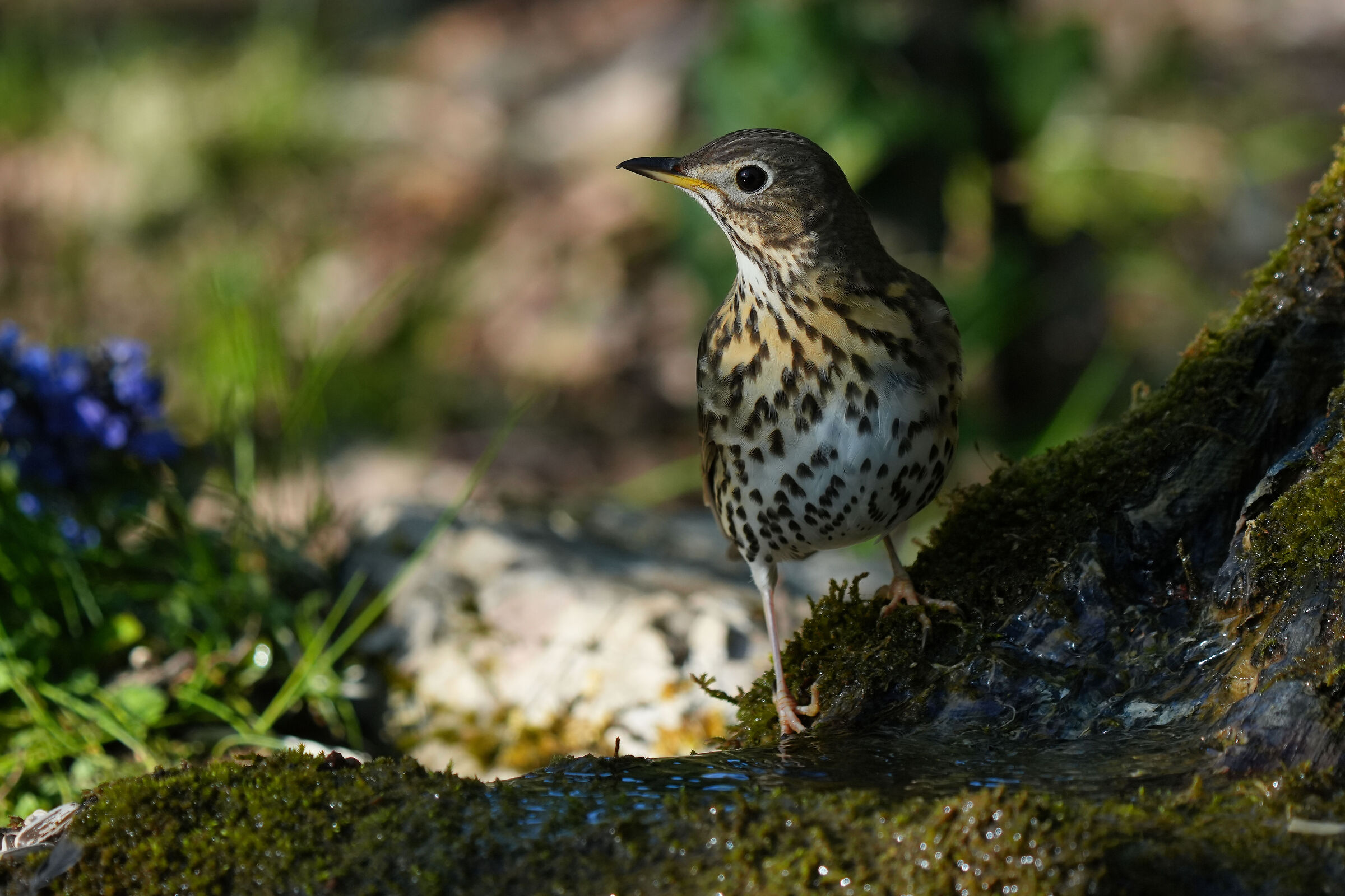 THRUSH
