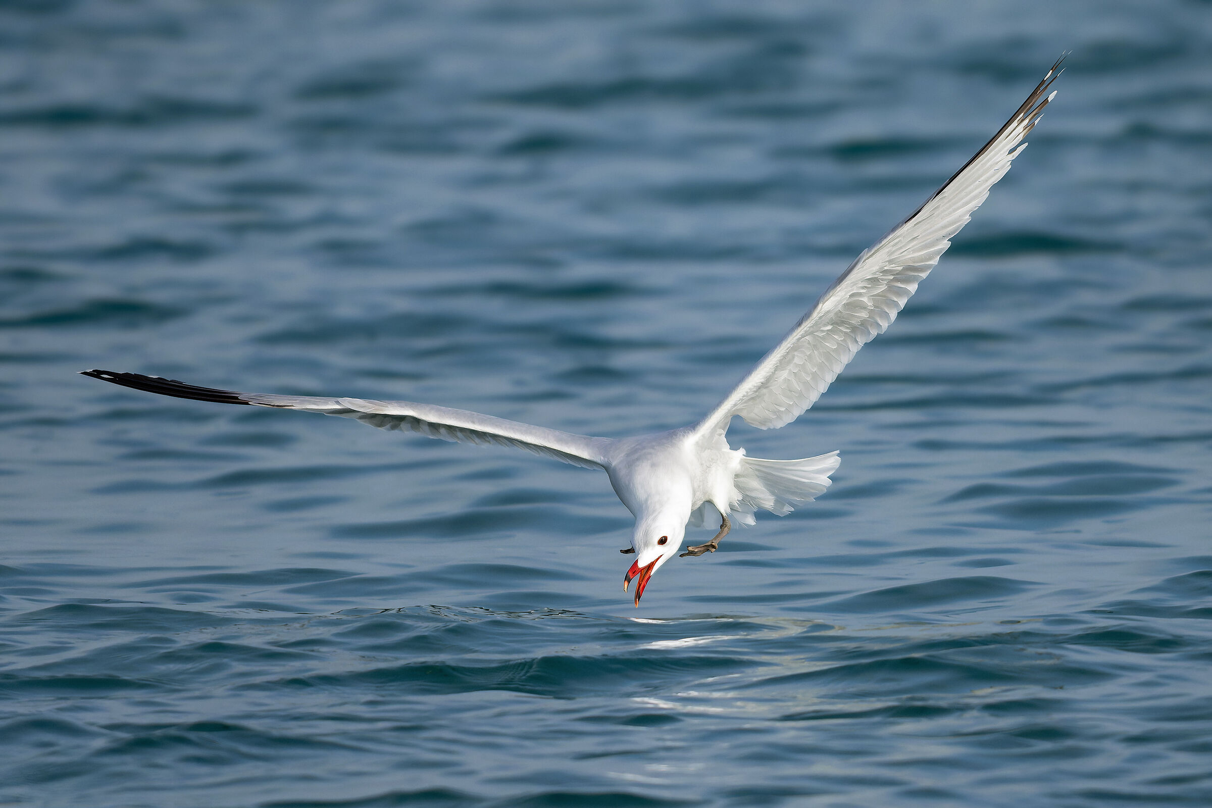 Audouin's Gull