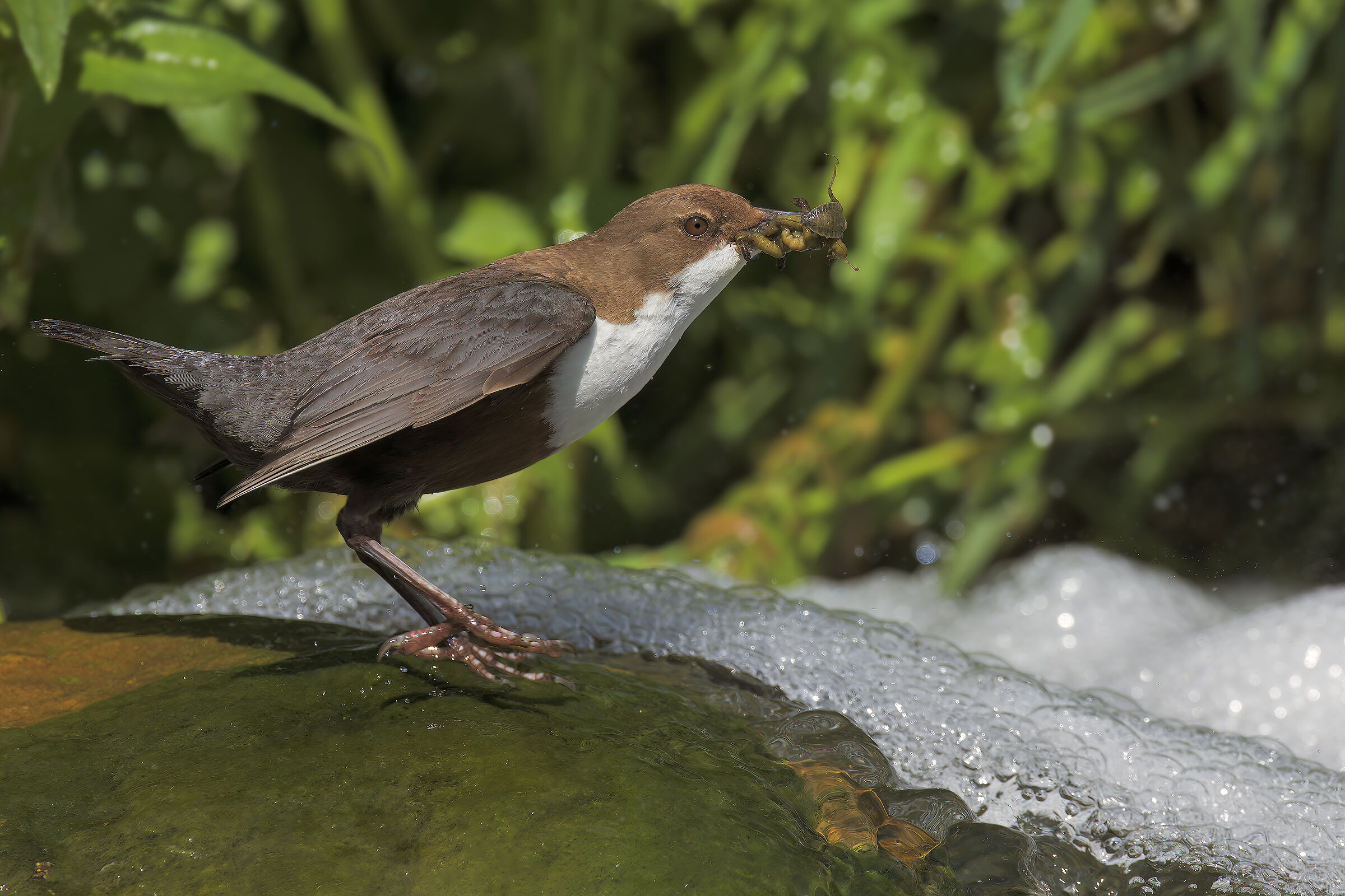 Dipper