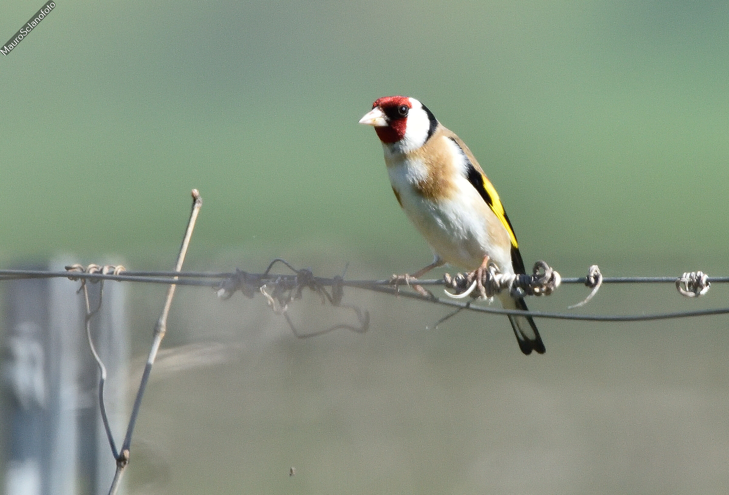 Goldfinch
