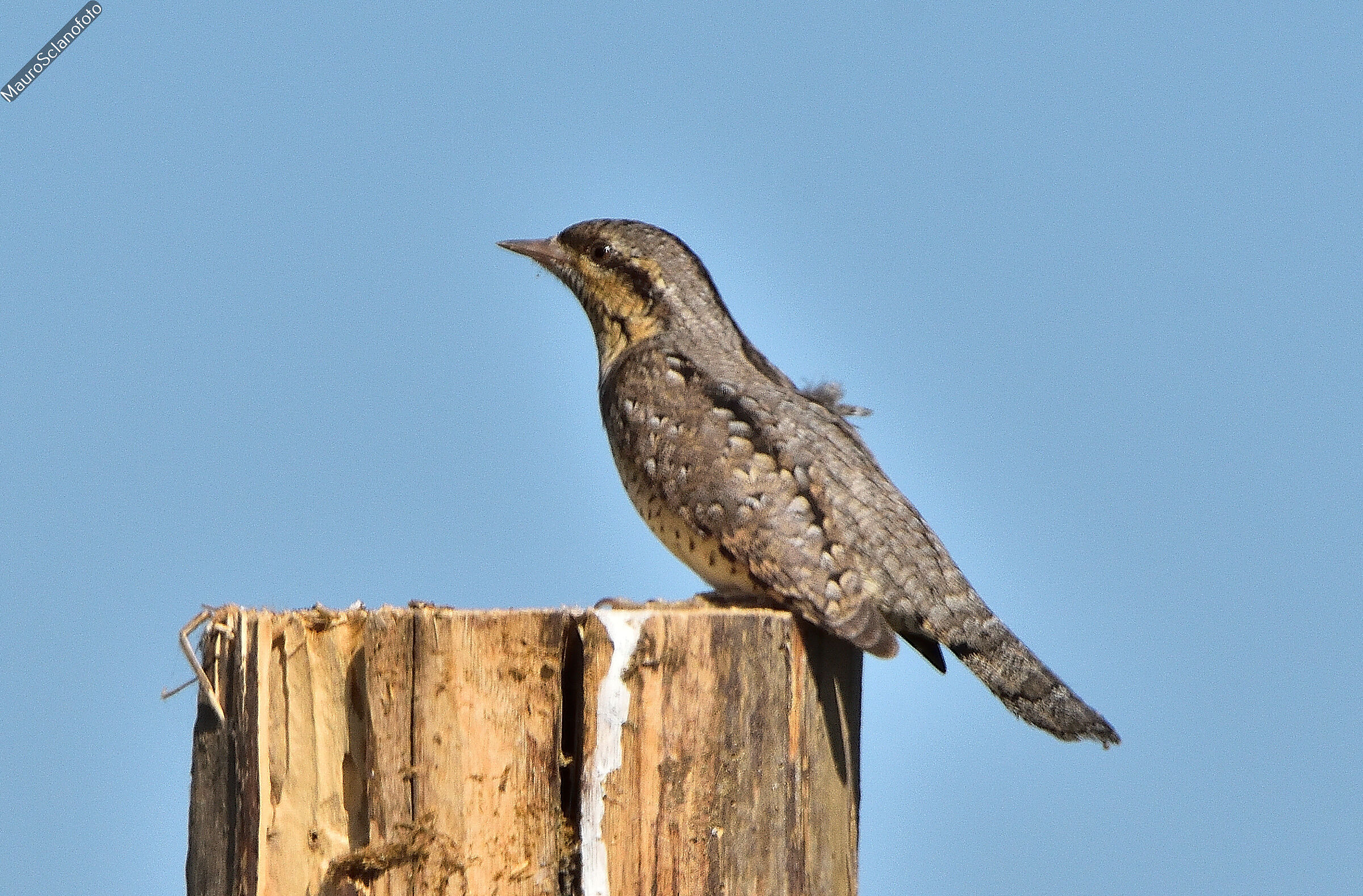 Torcicollo