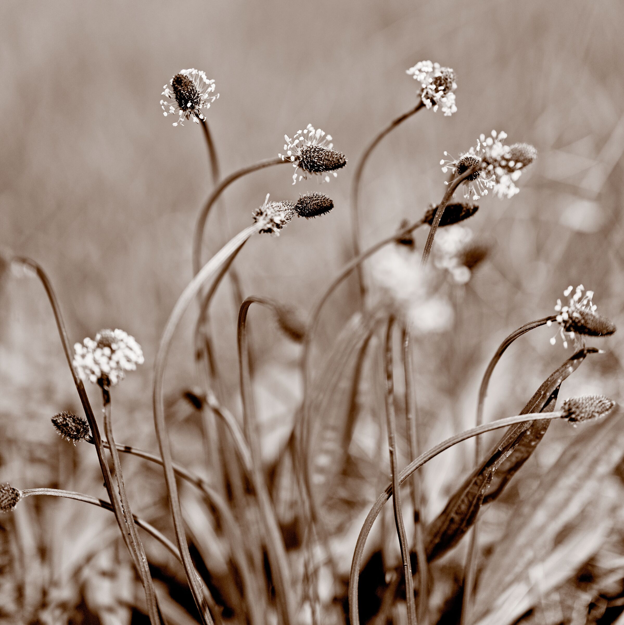 Piantaggine