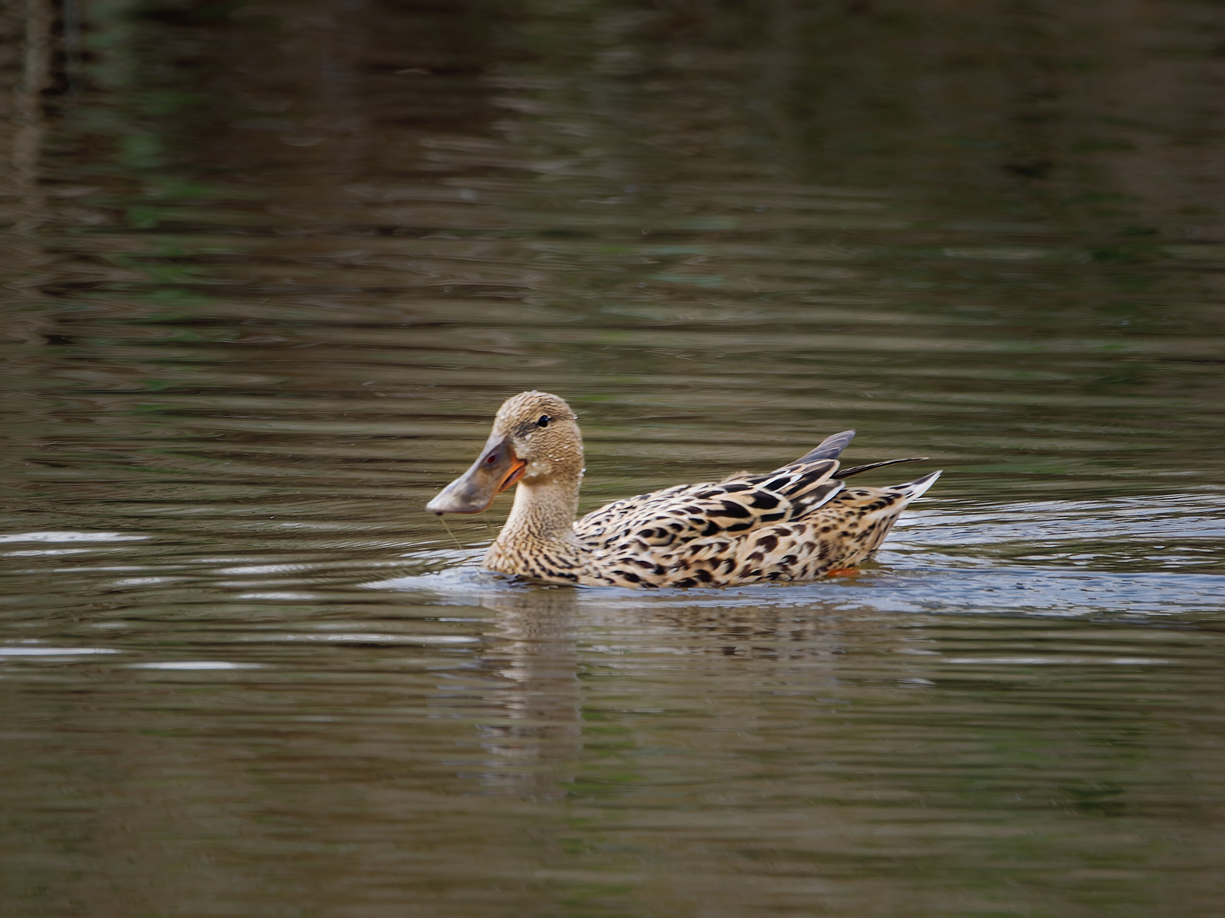 Shoveler (female)
