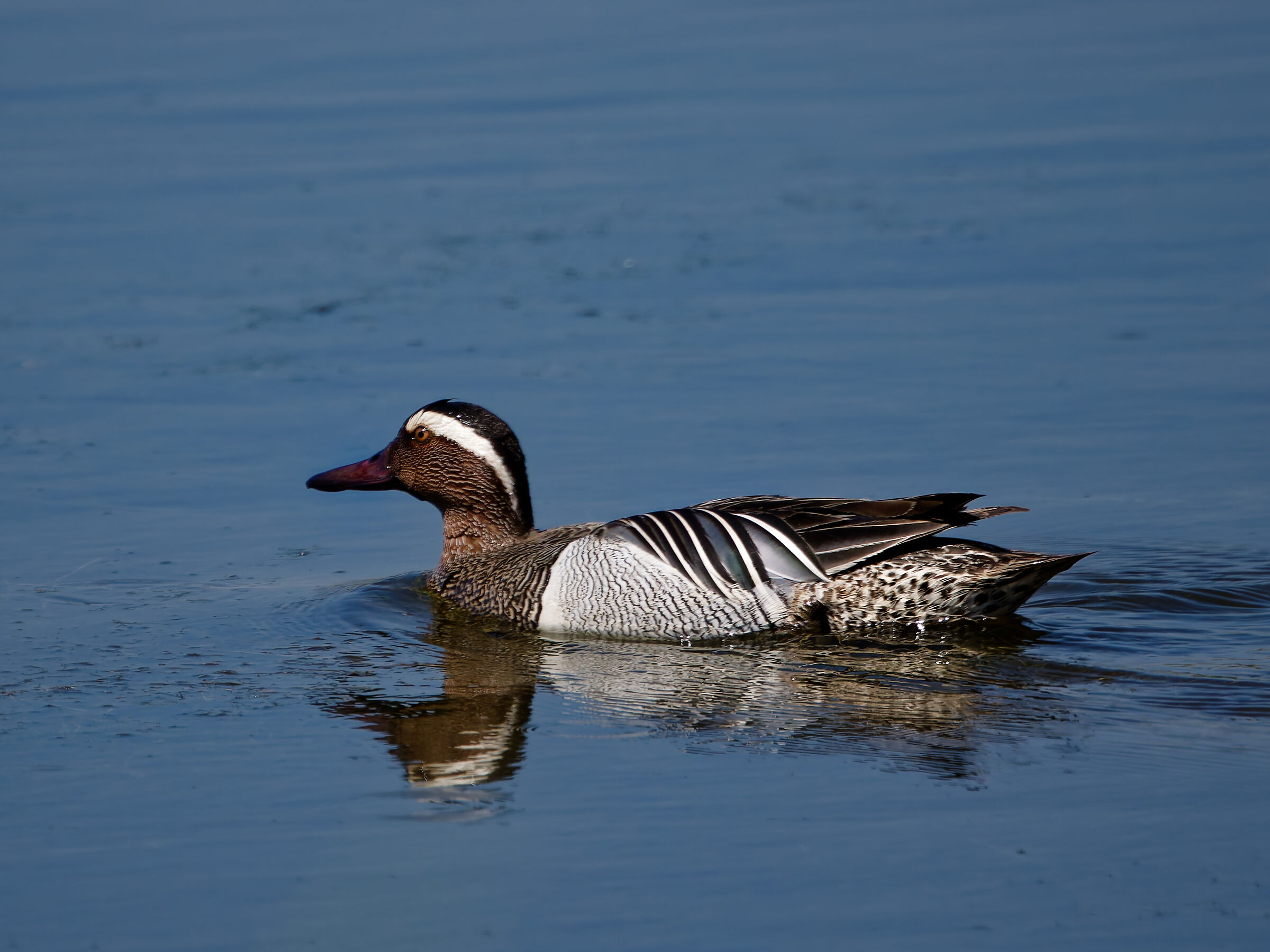 Garganey (male)