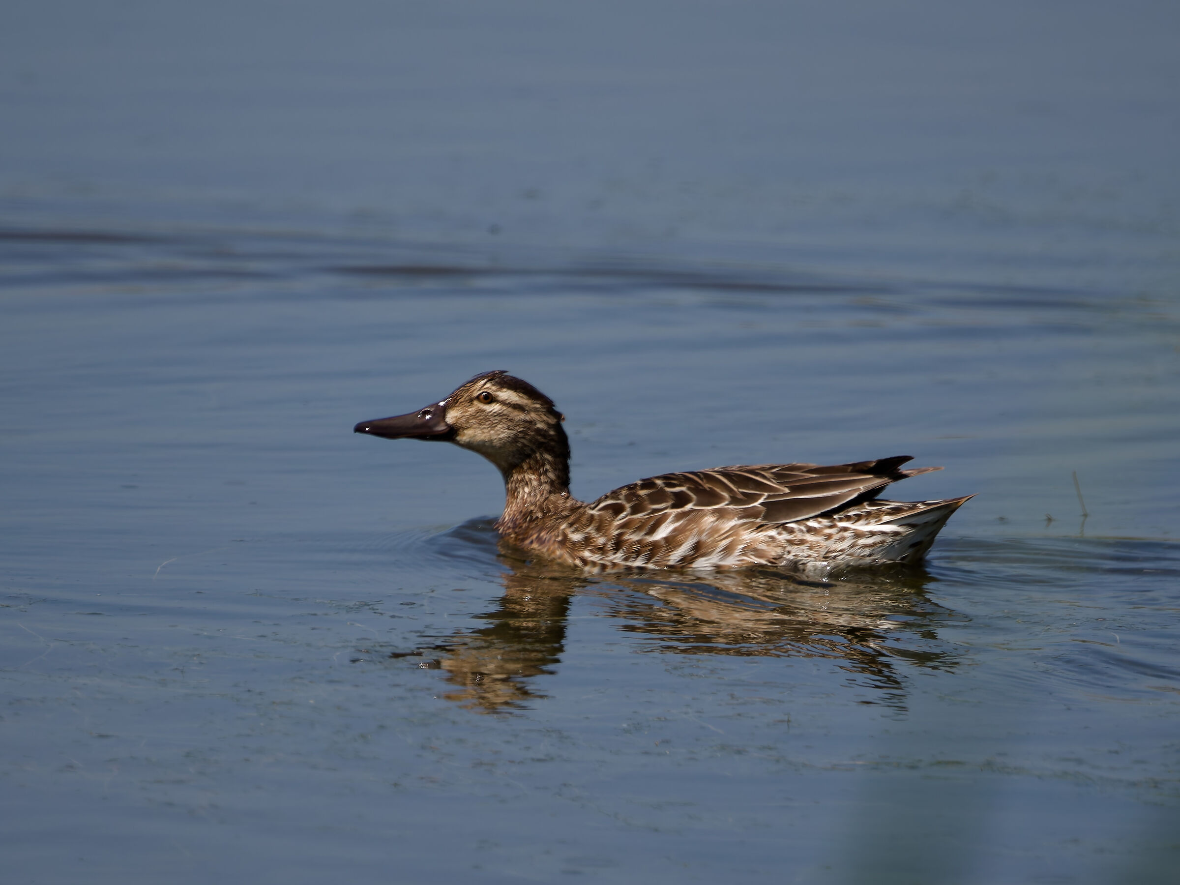 Garganey (female)