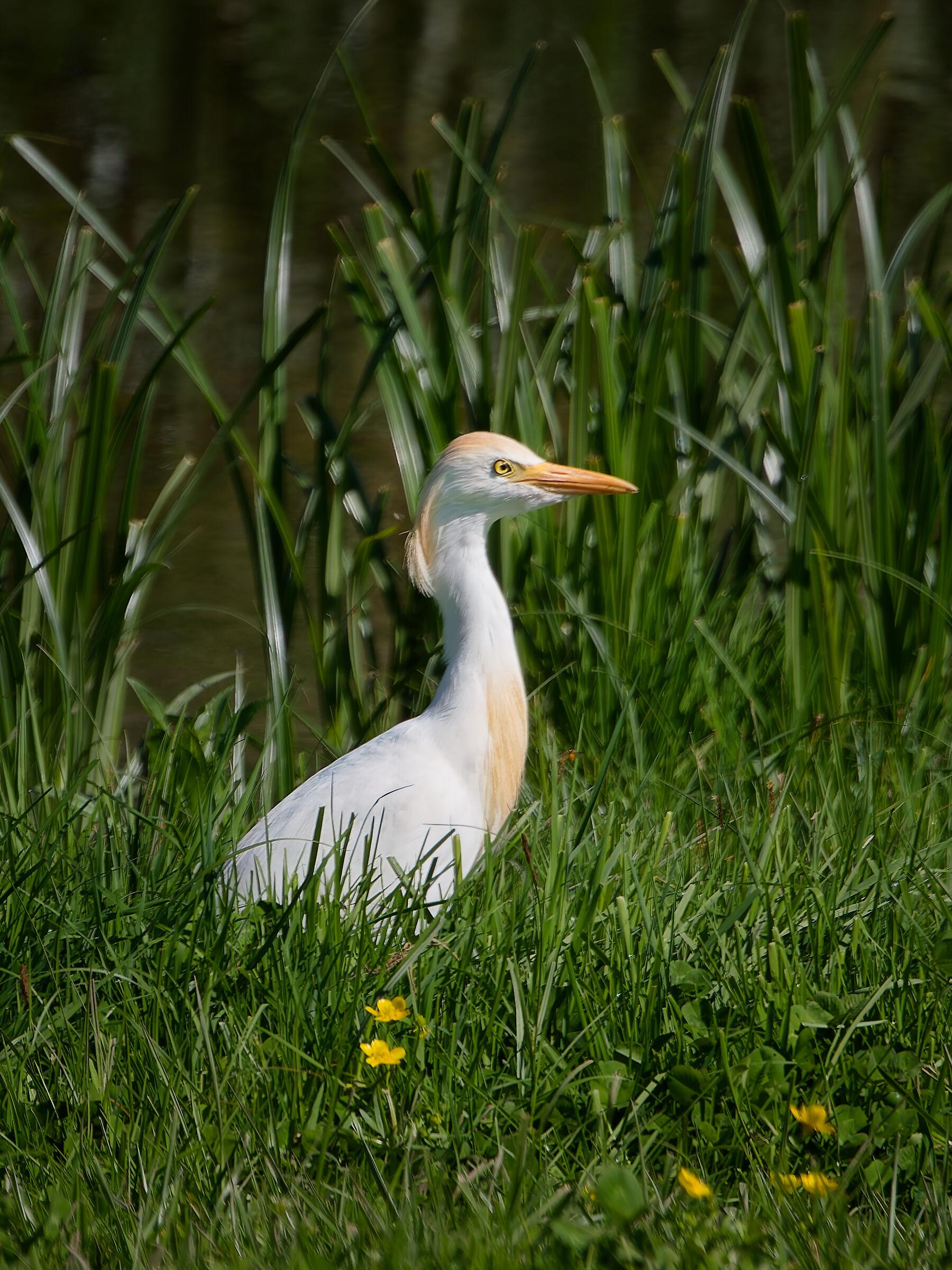 Cattle Egret