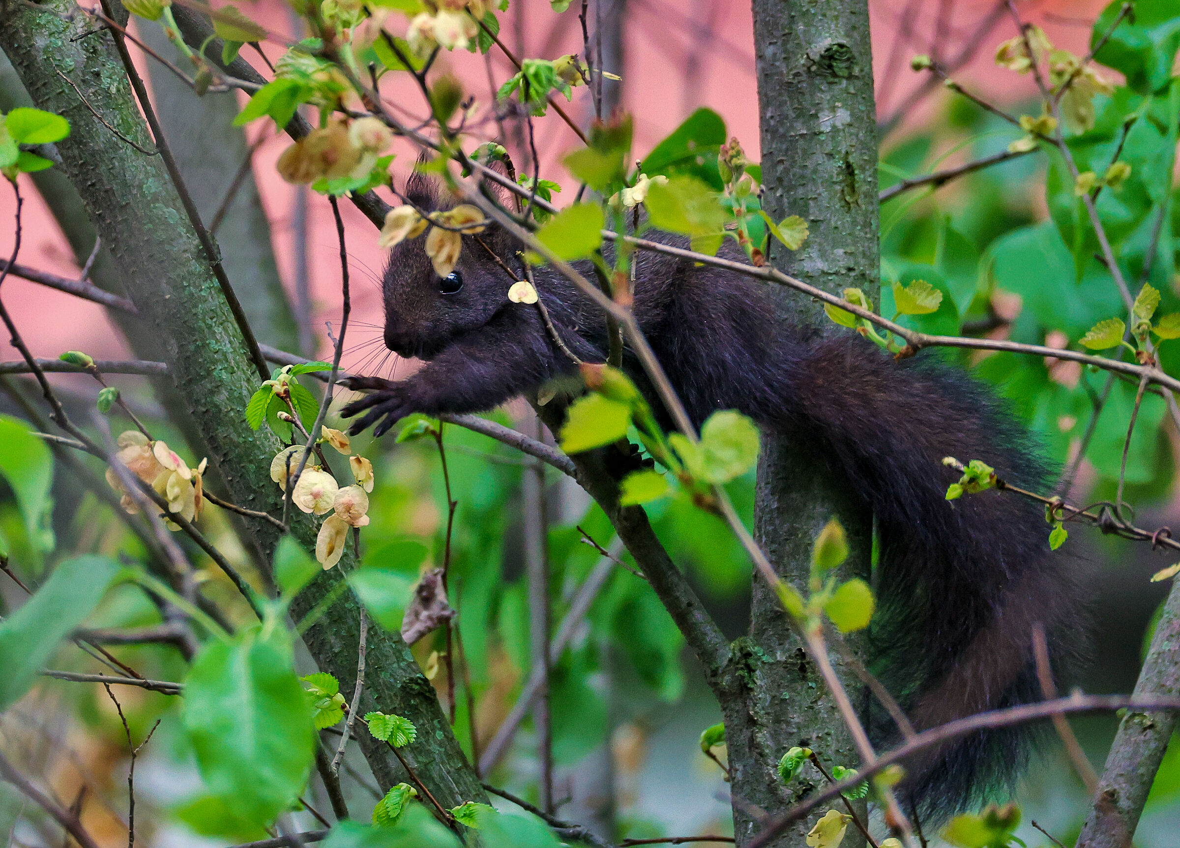 Sciurus vulgaris