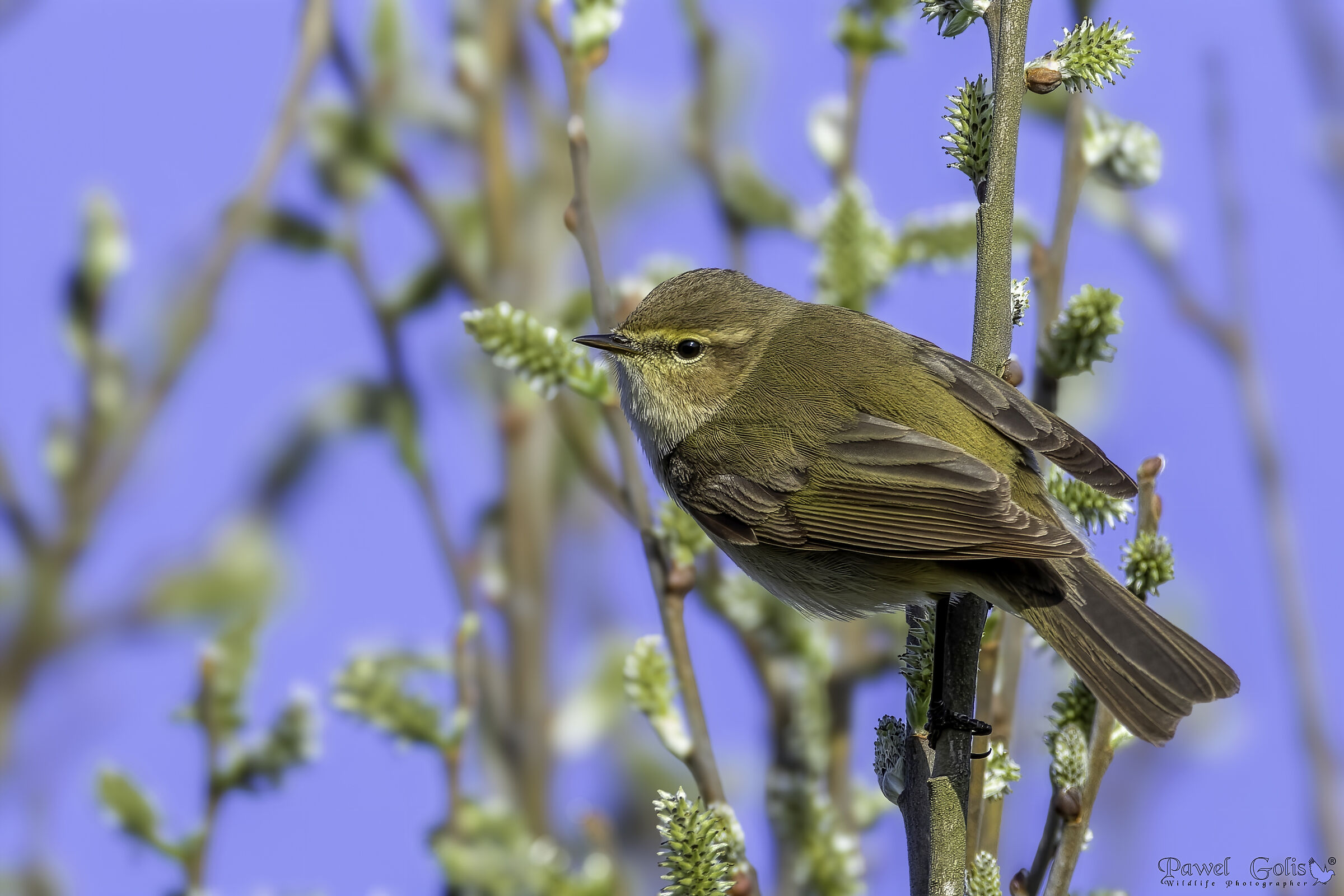 Common chiffchaaff (Phylloscopus collybita)