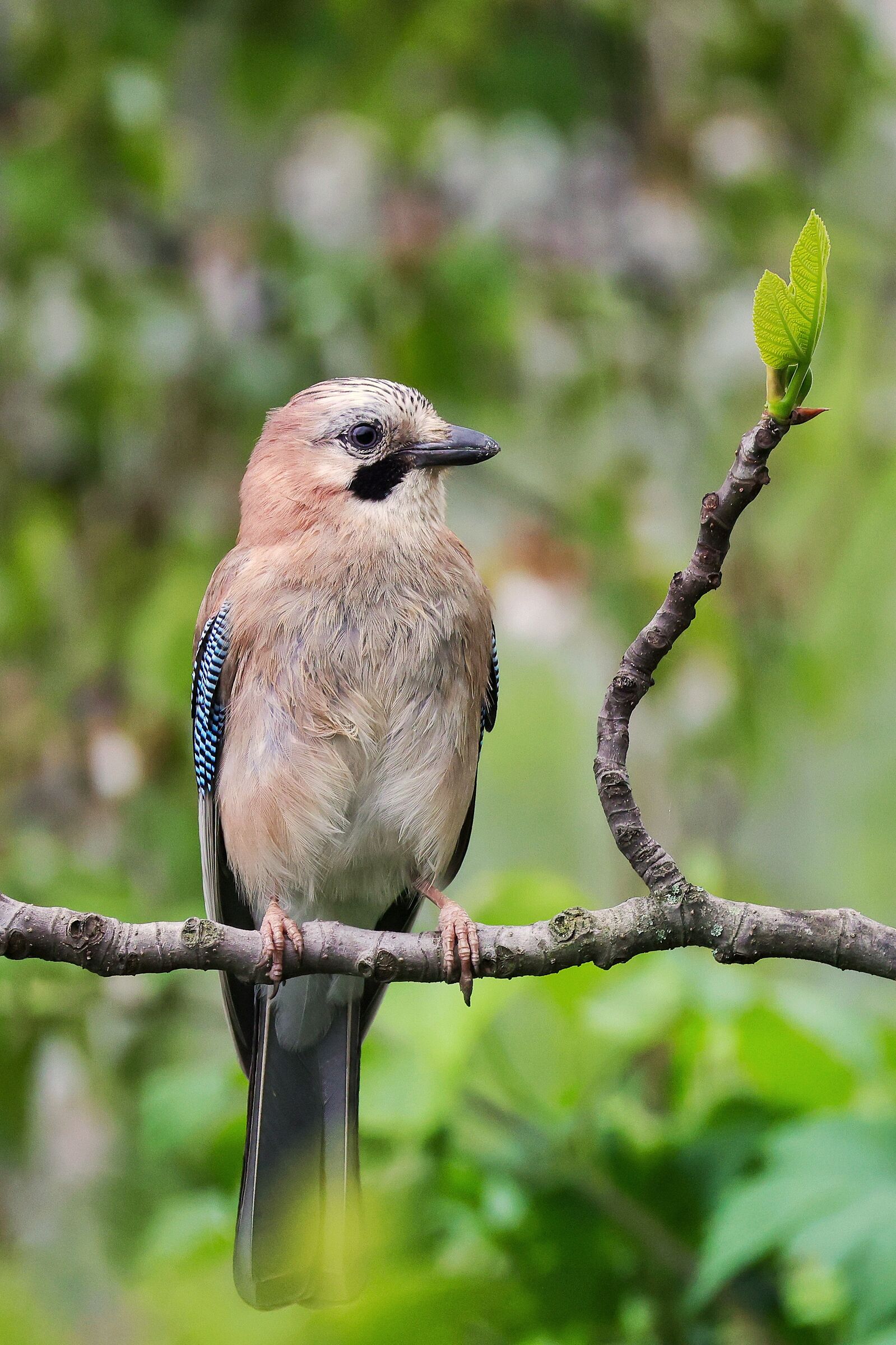 Garrulus glandarius