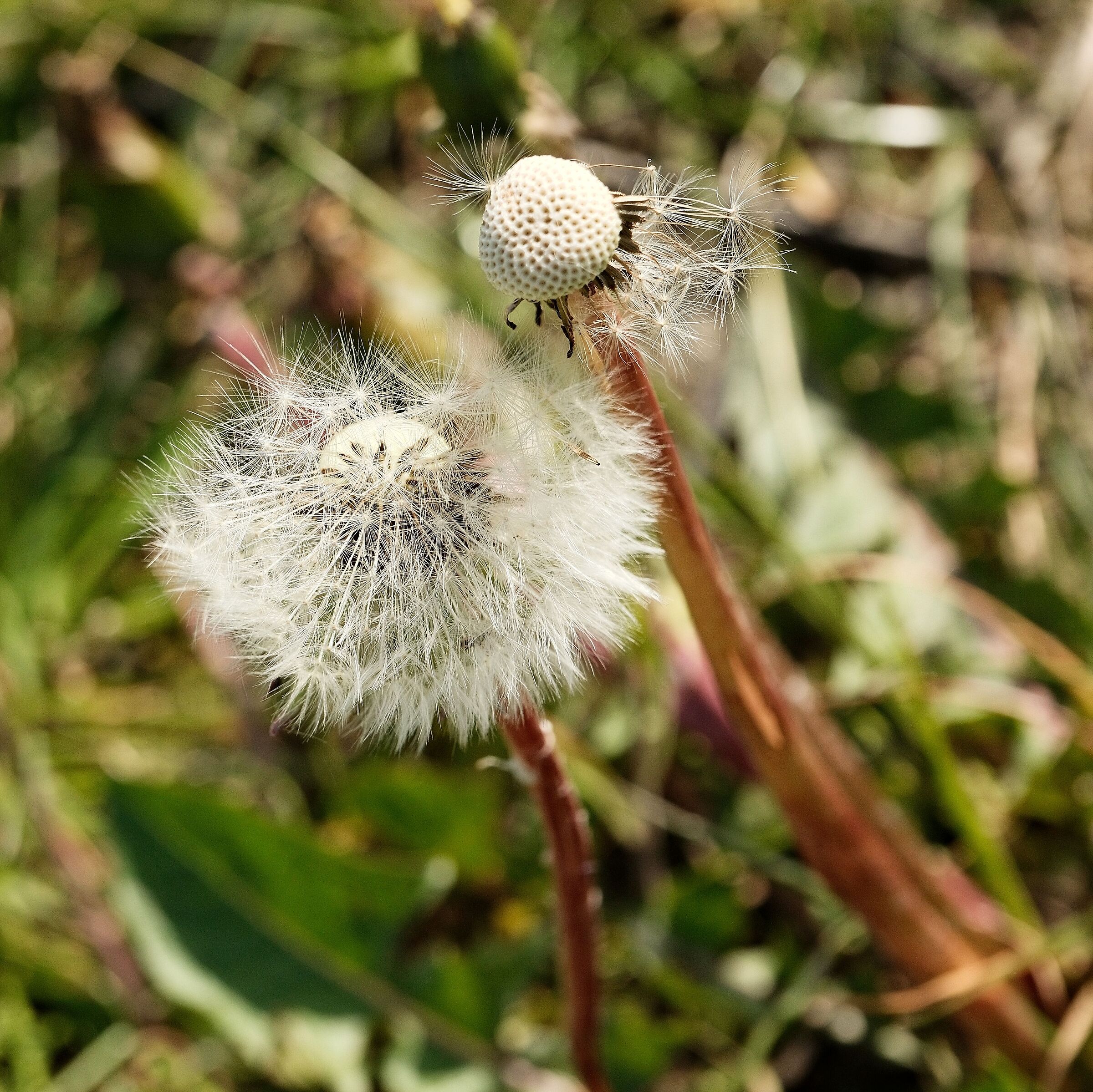 Dandelion
