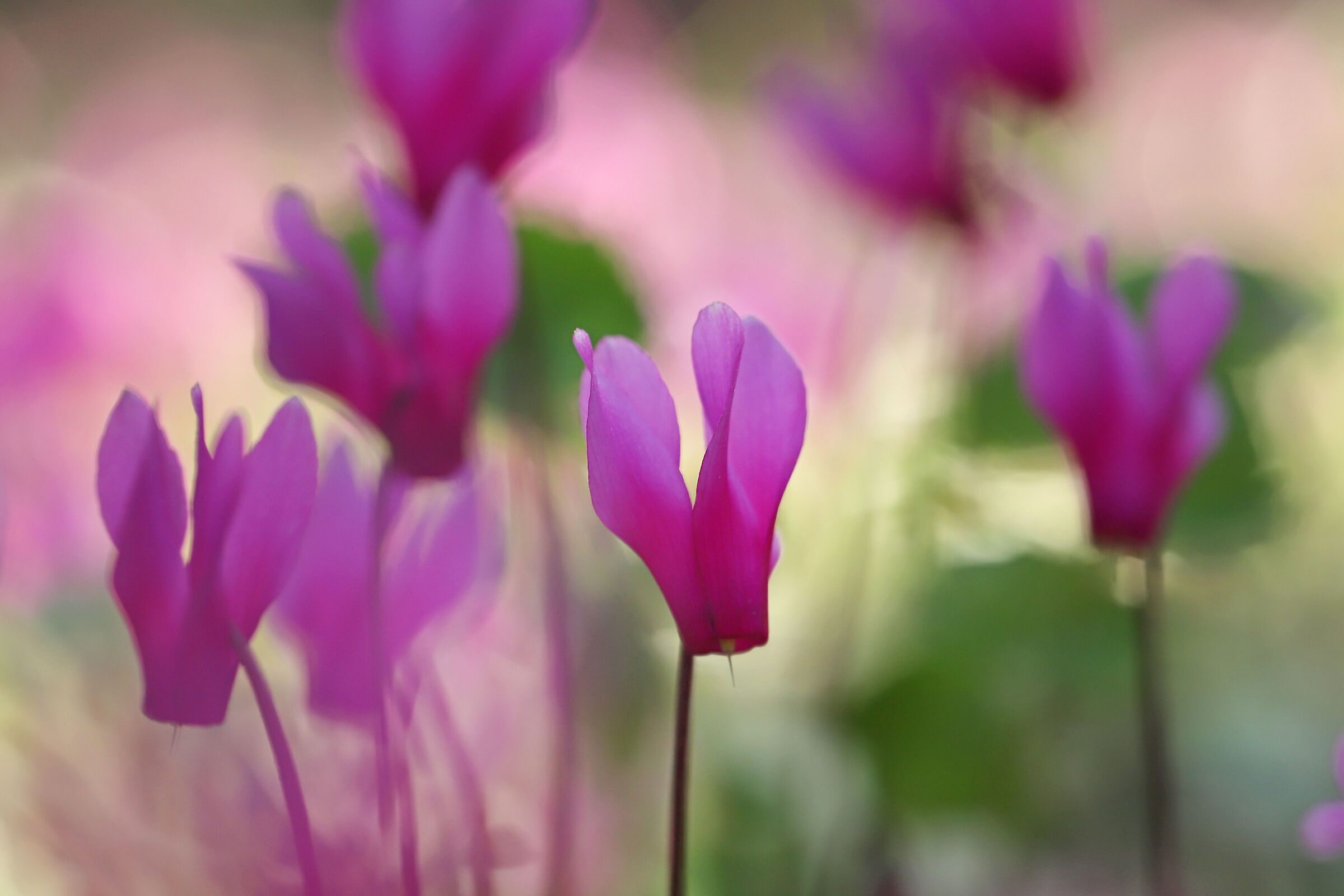 Cyclamen repandum