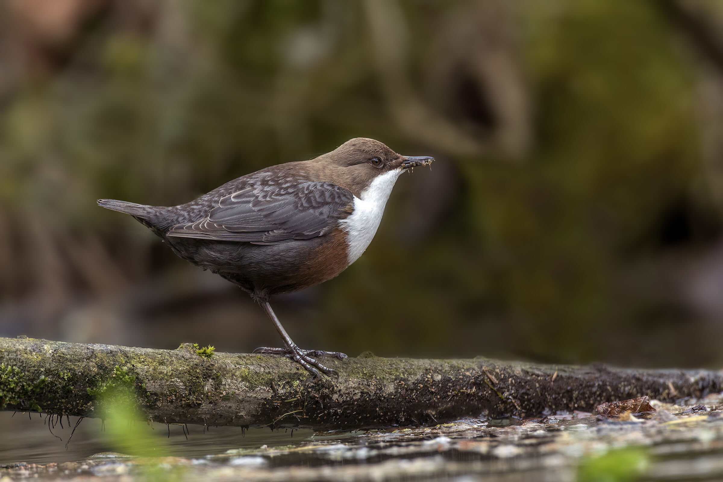 Dipper