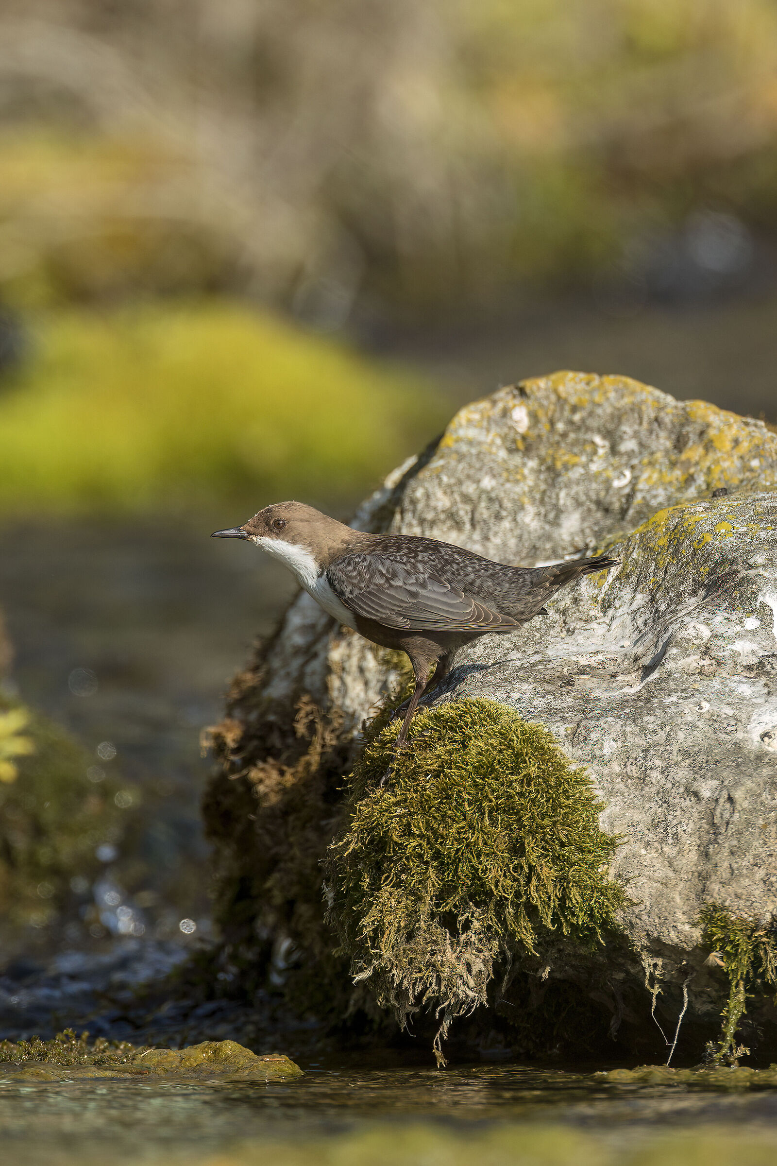 Dipper