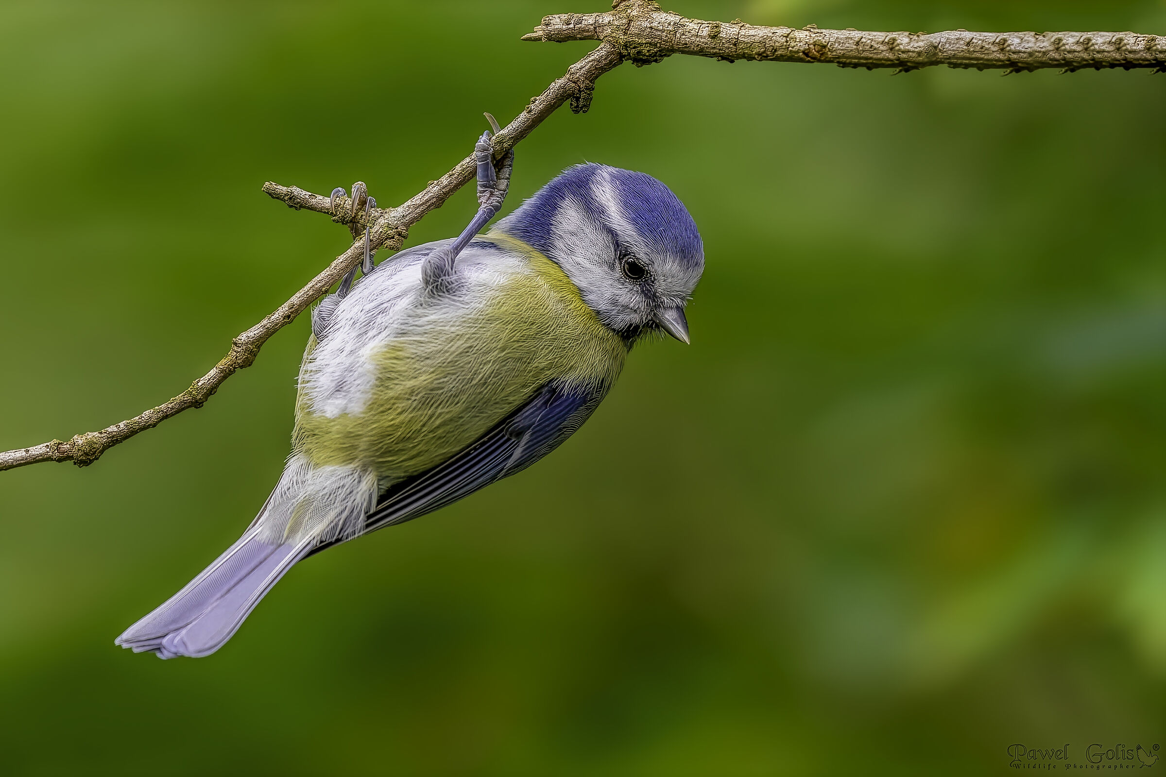 Eurasian blue tit (Cyanistes caeruleus)