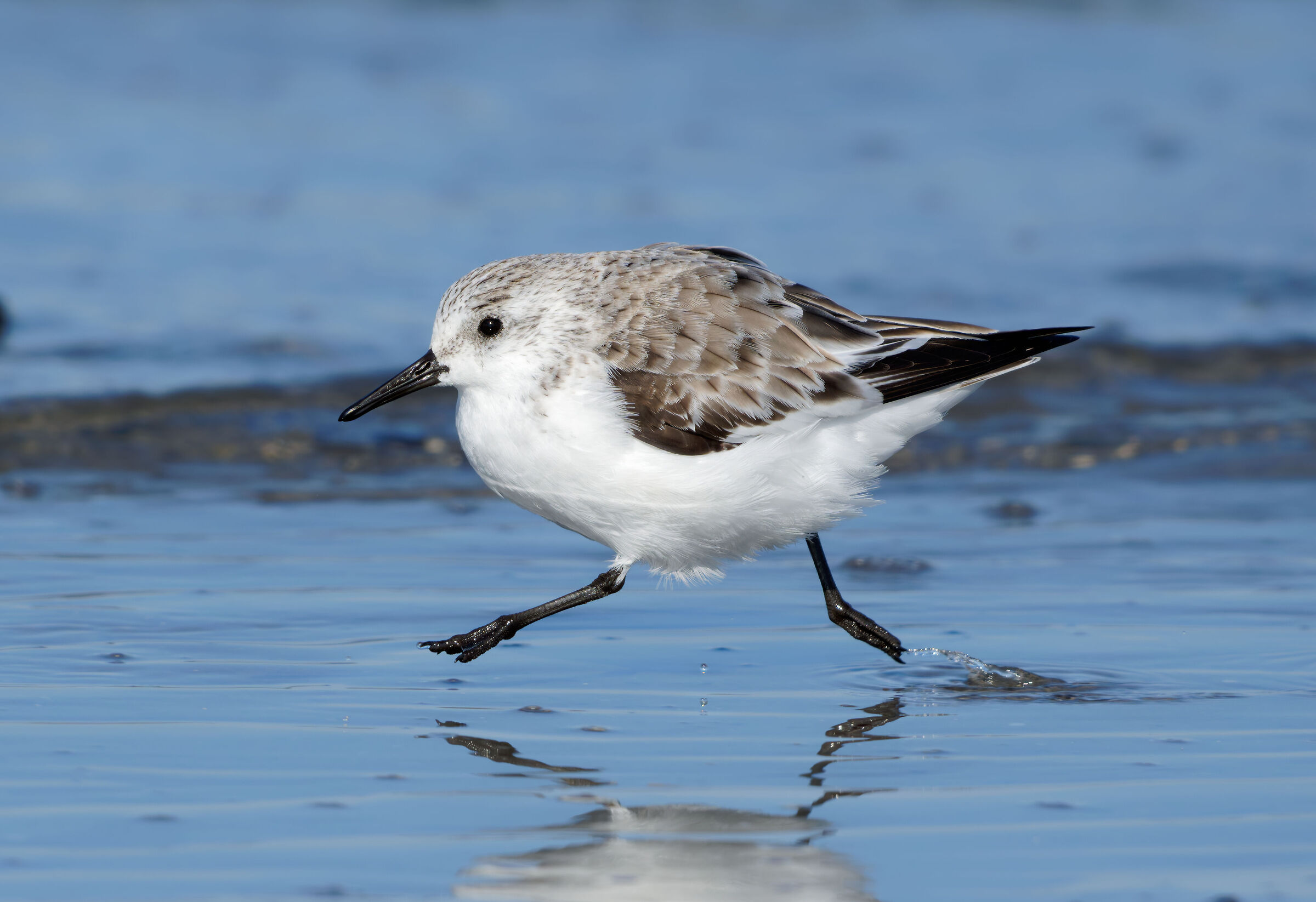 Piovanello tridattilo (Calidris alba) - Delta del Po