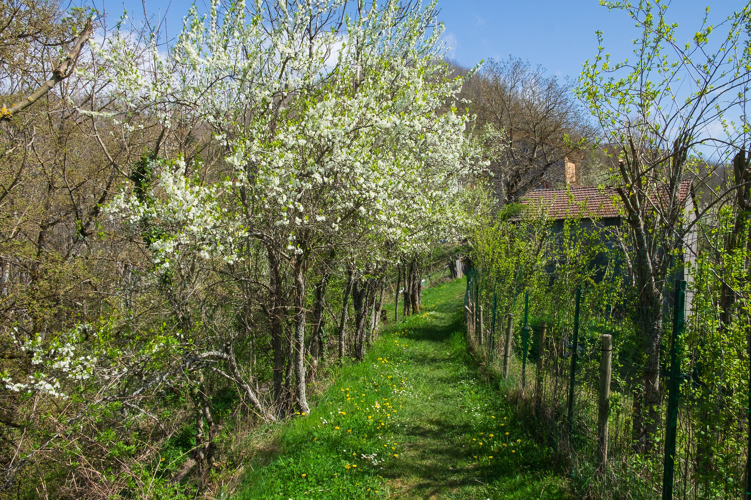 La fioritura dei prugni in Val Trebbia