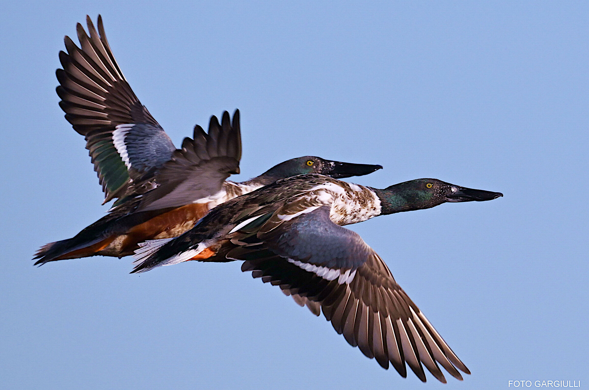 Male shovelers in flight
