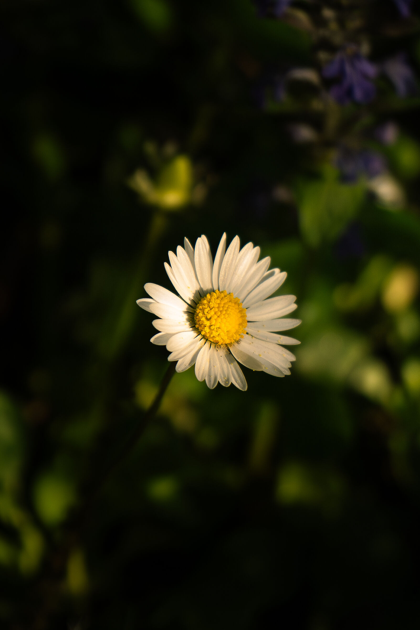 Margherita al tramonto
