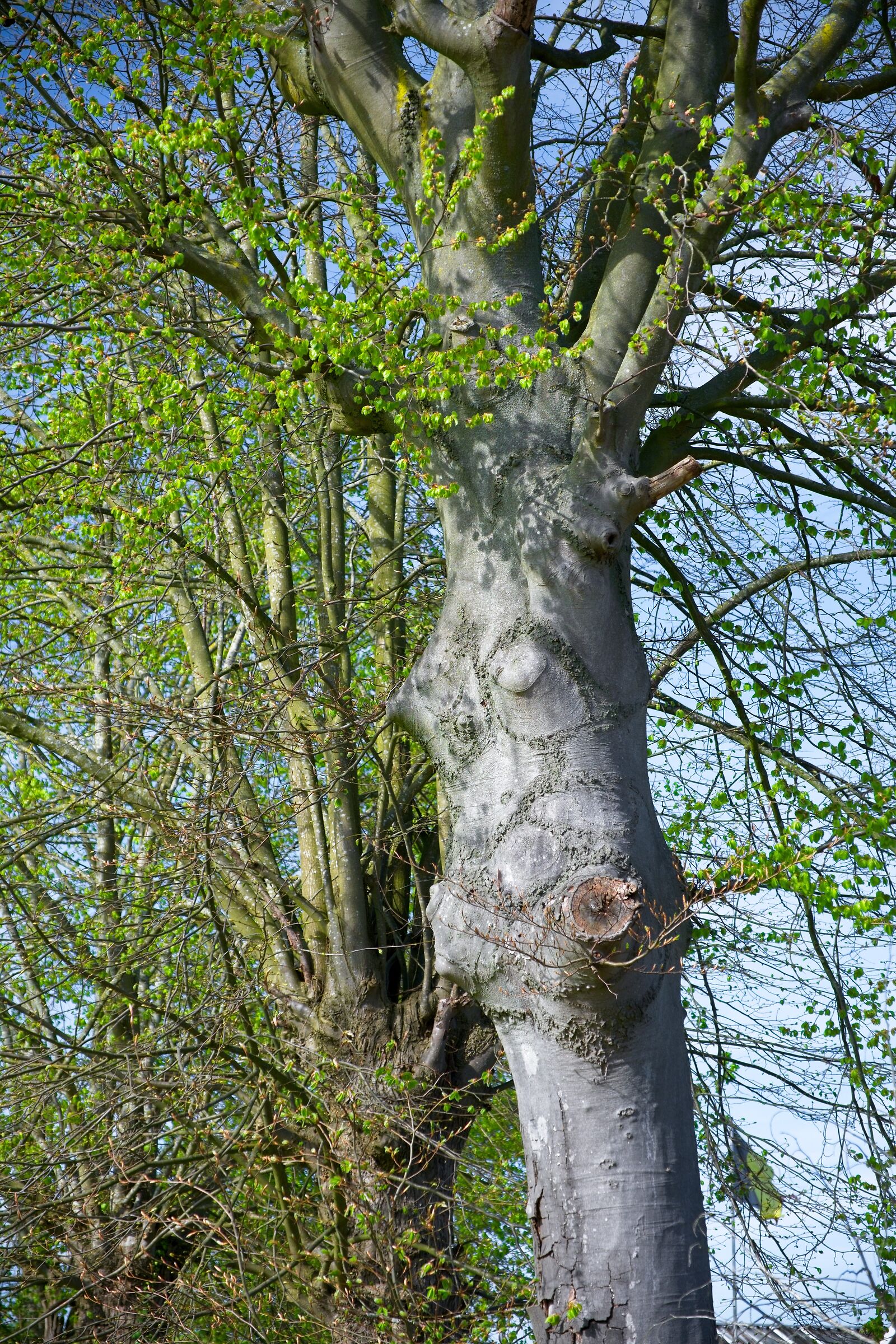 Beech in spring