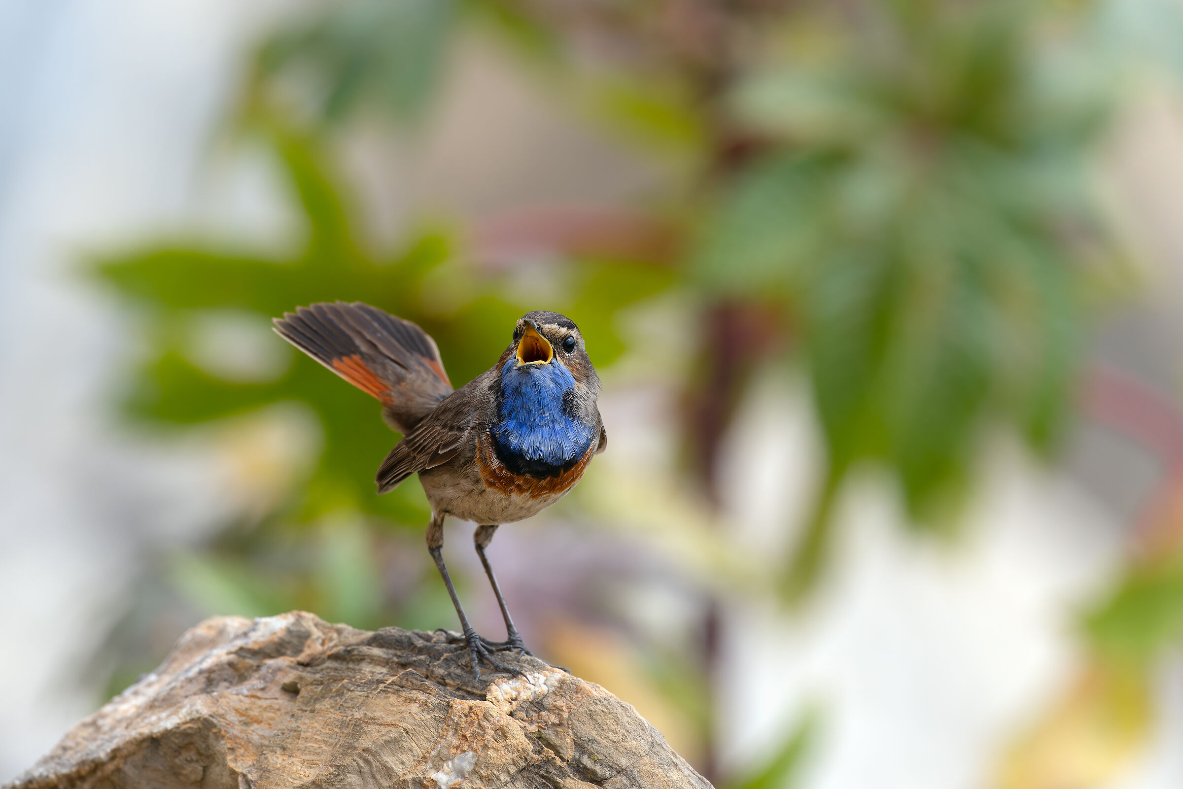 bluethroat