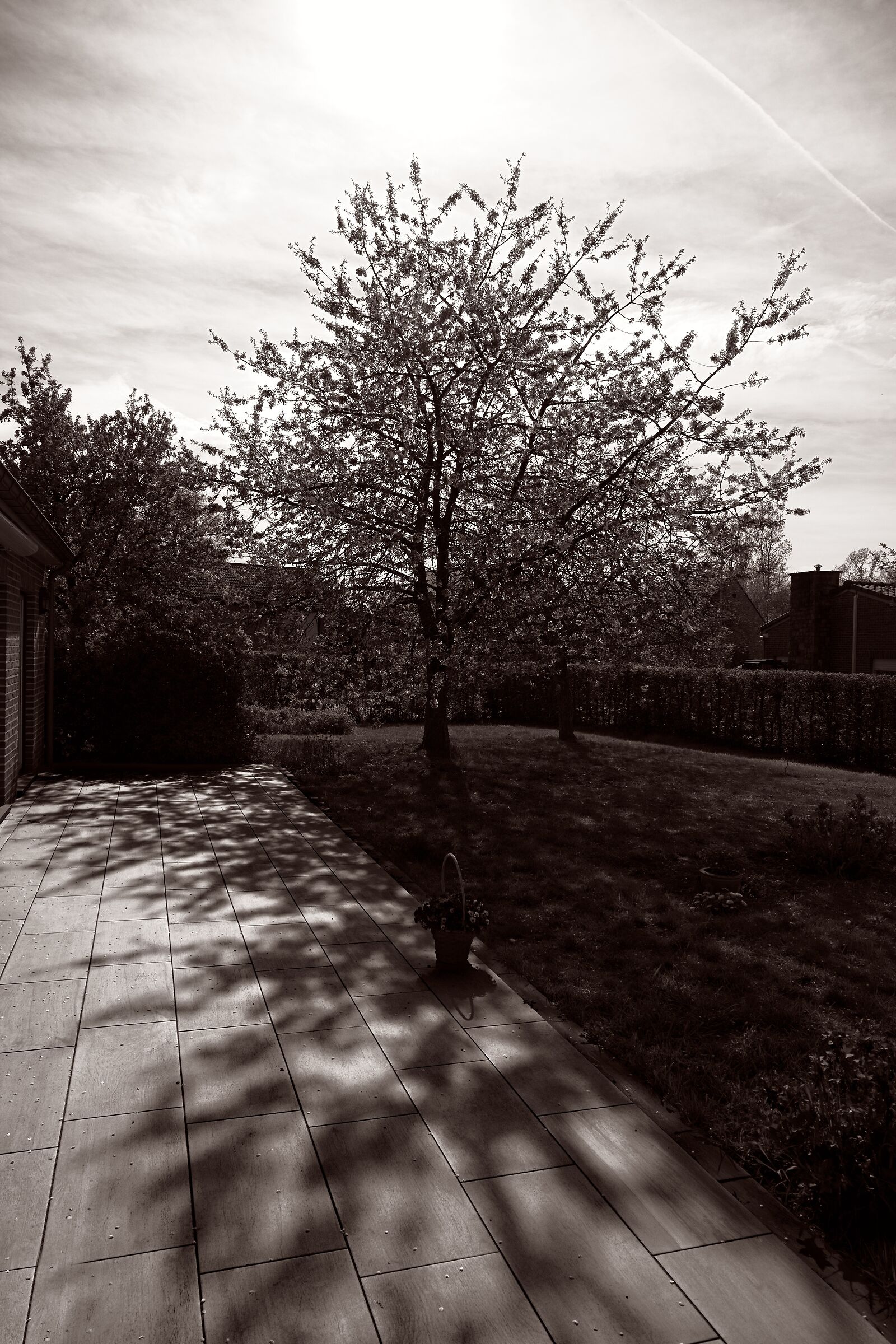 Shadows in spring