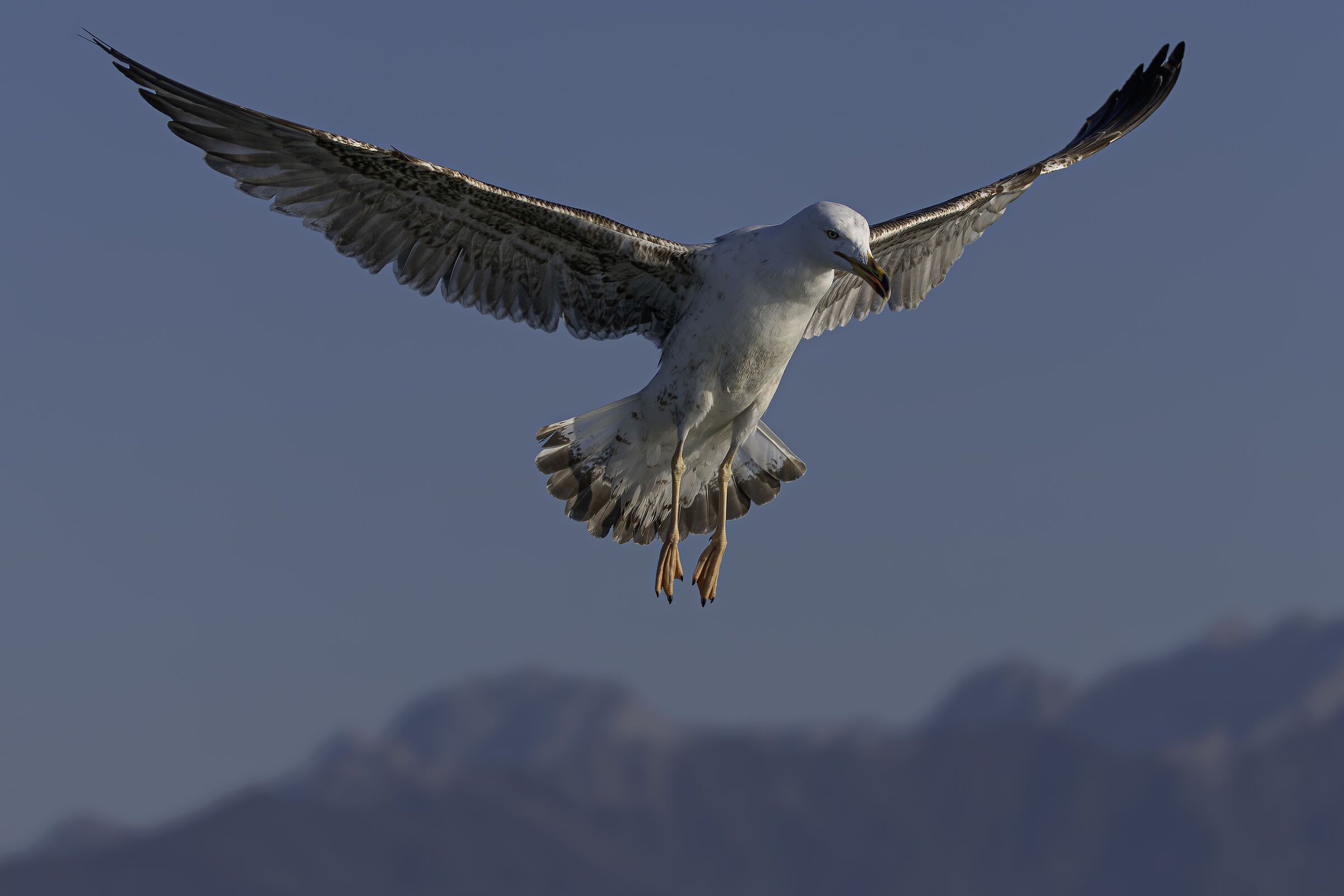Immature herring gull