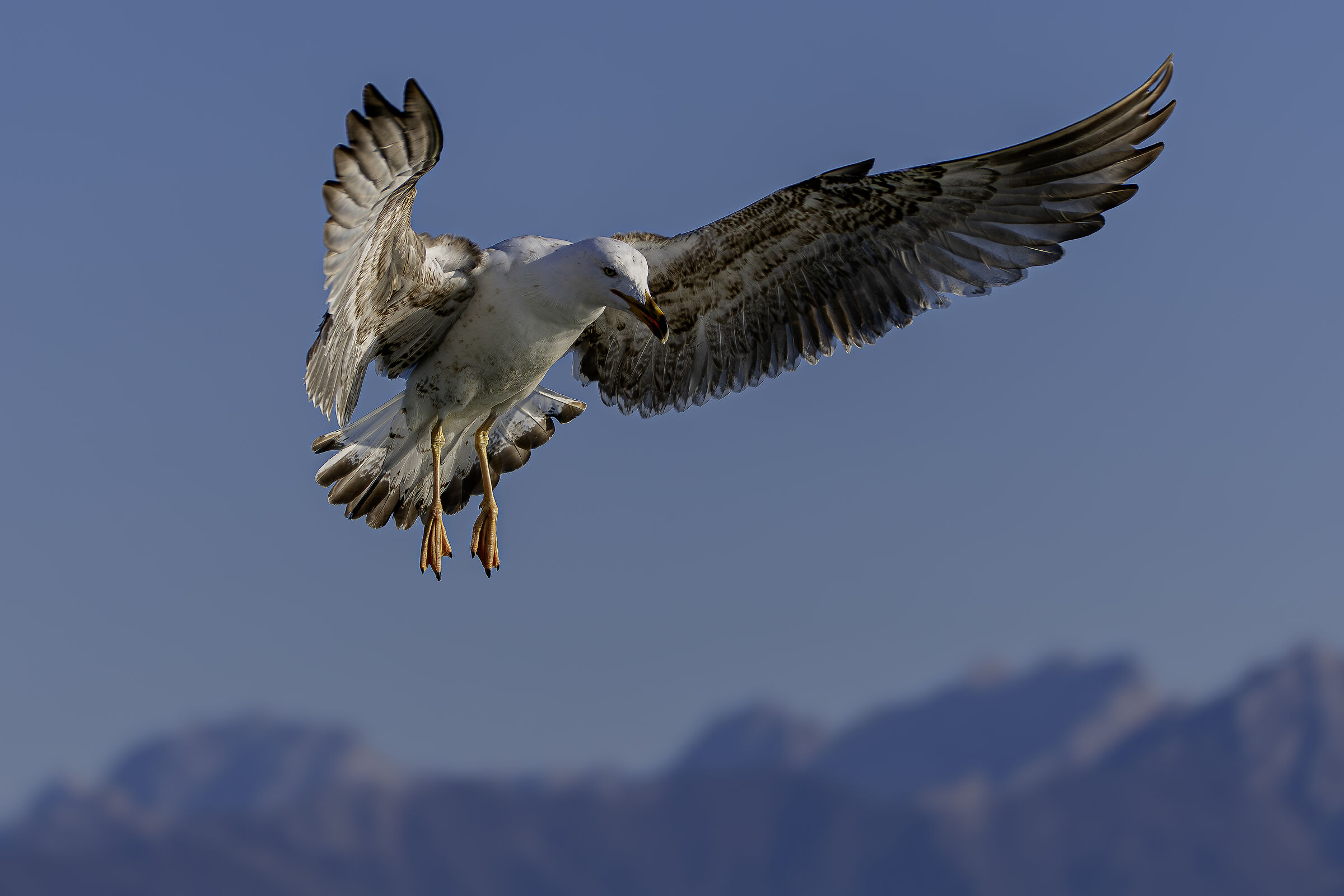 Immature herring gull