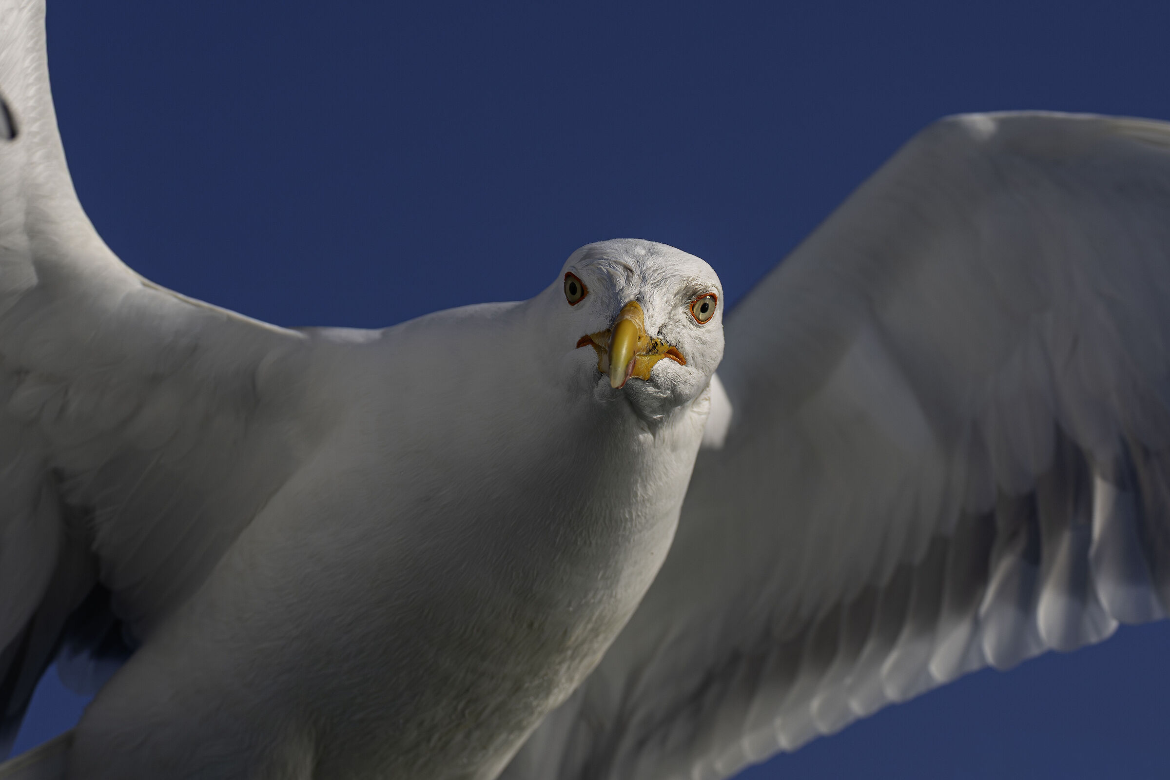 Herring gull