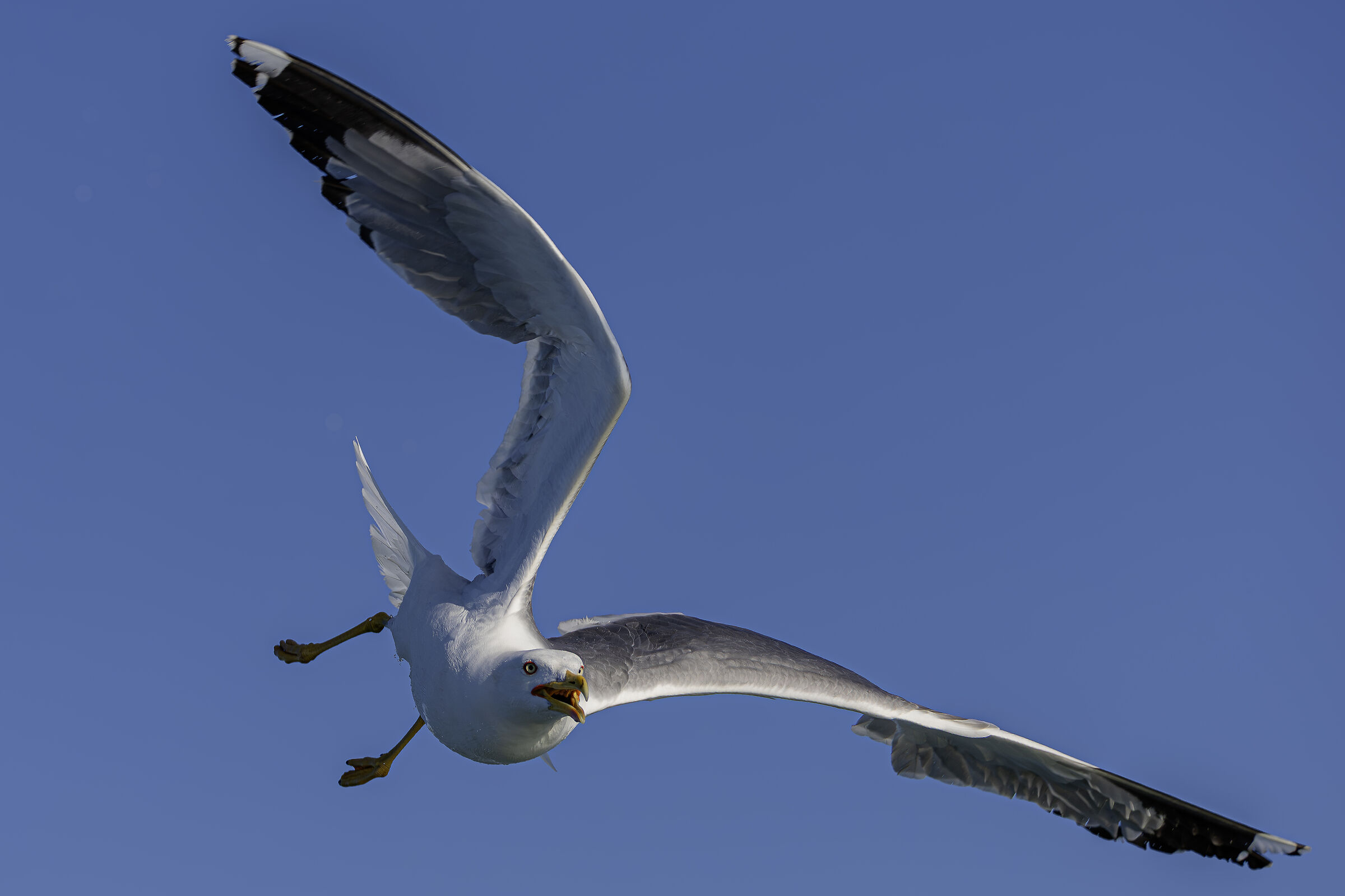 Herring gull
